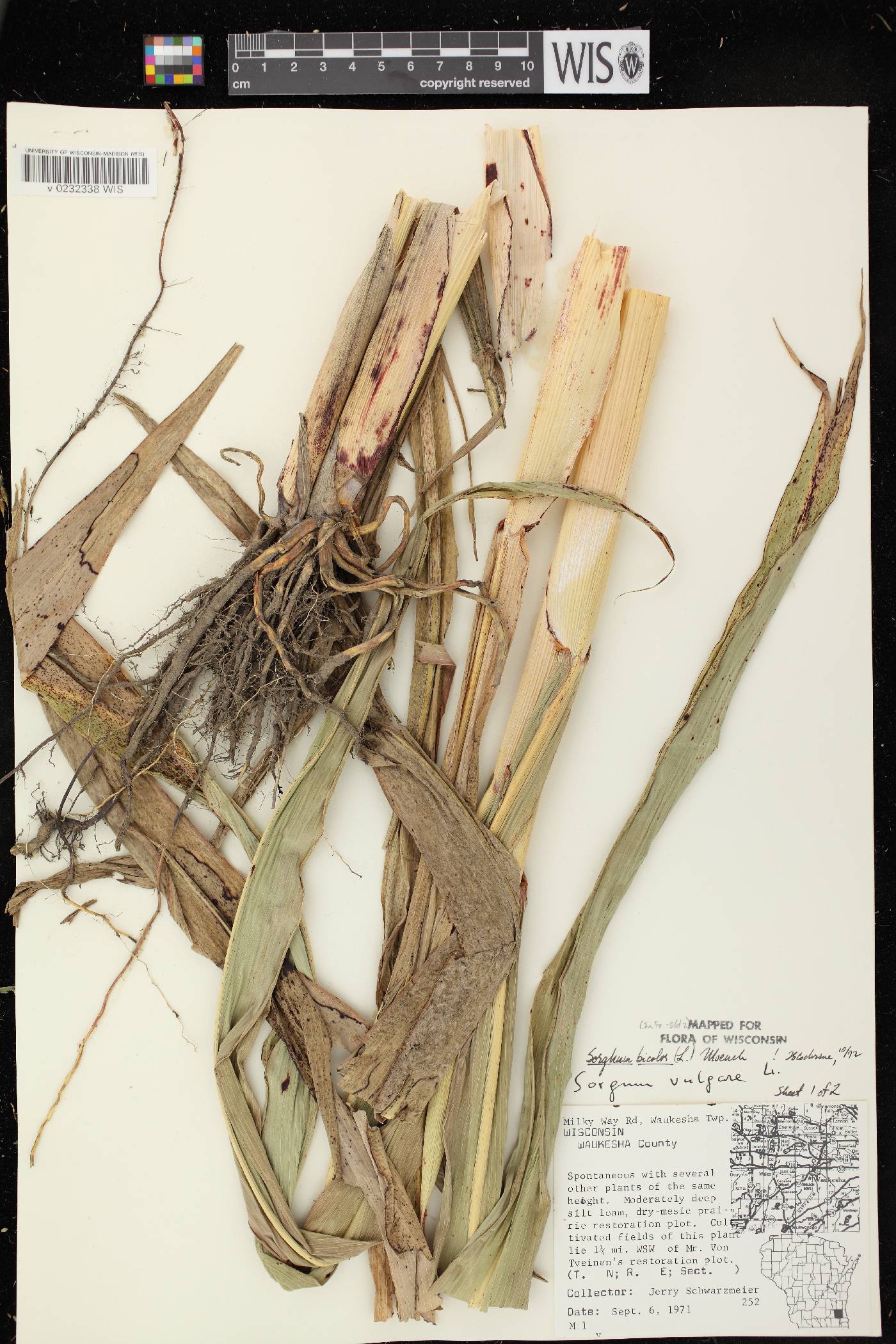 Sorghum bicolor subsp. bicolor image