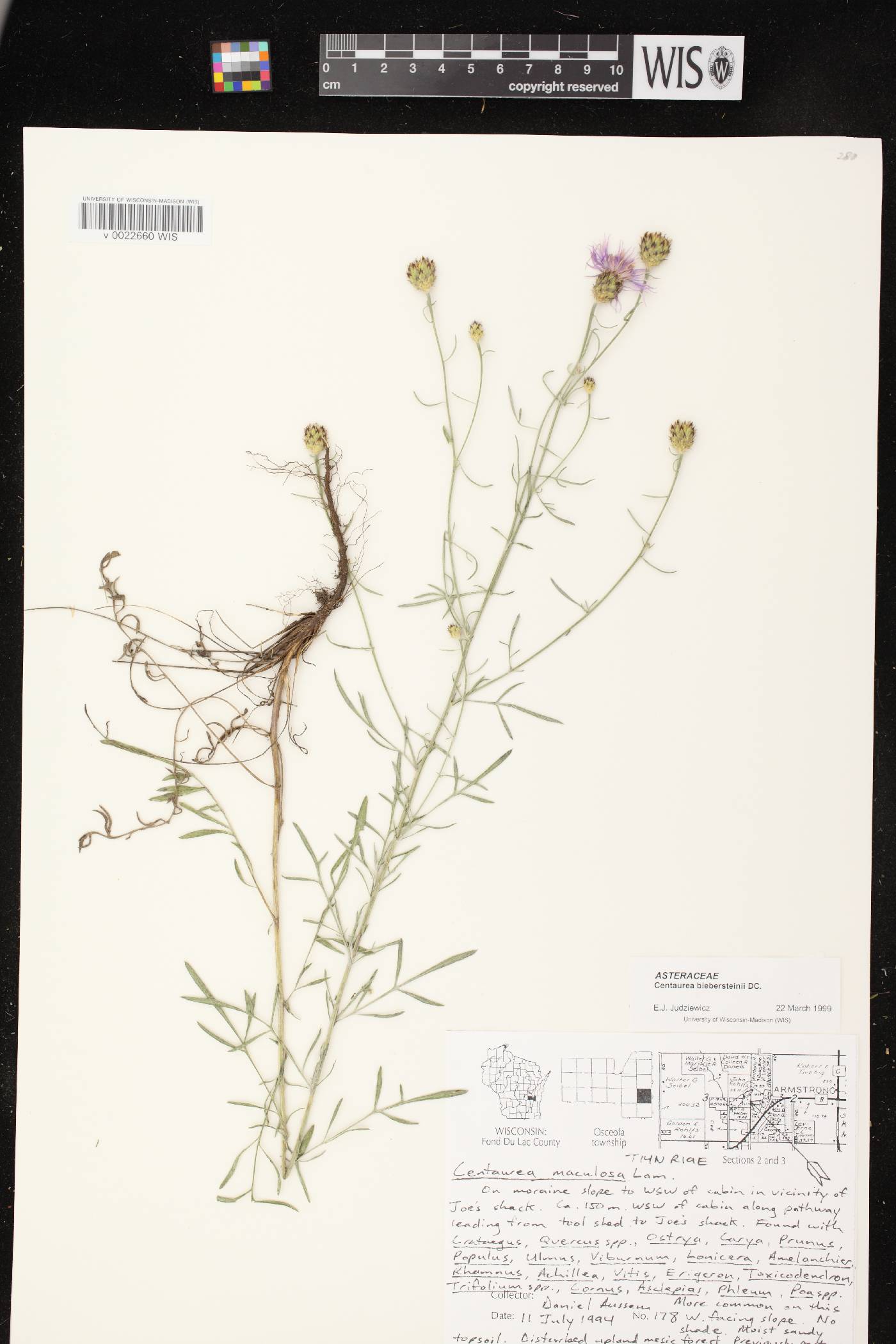 Centaurea stoebe subsp. micranthos image