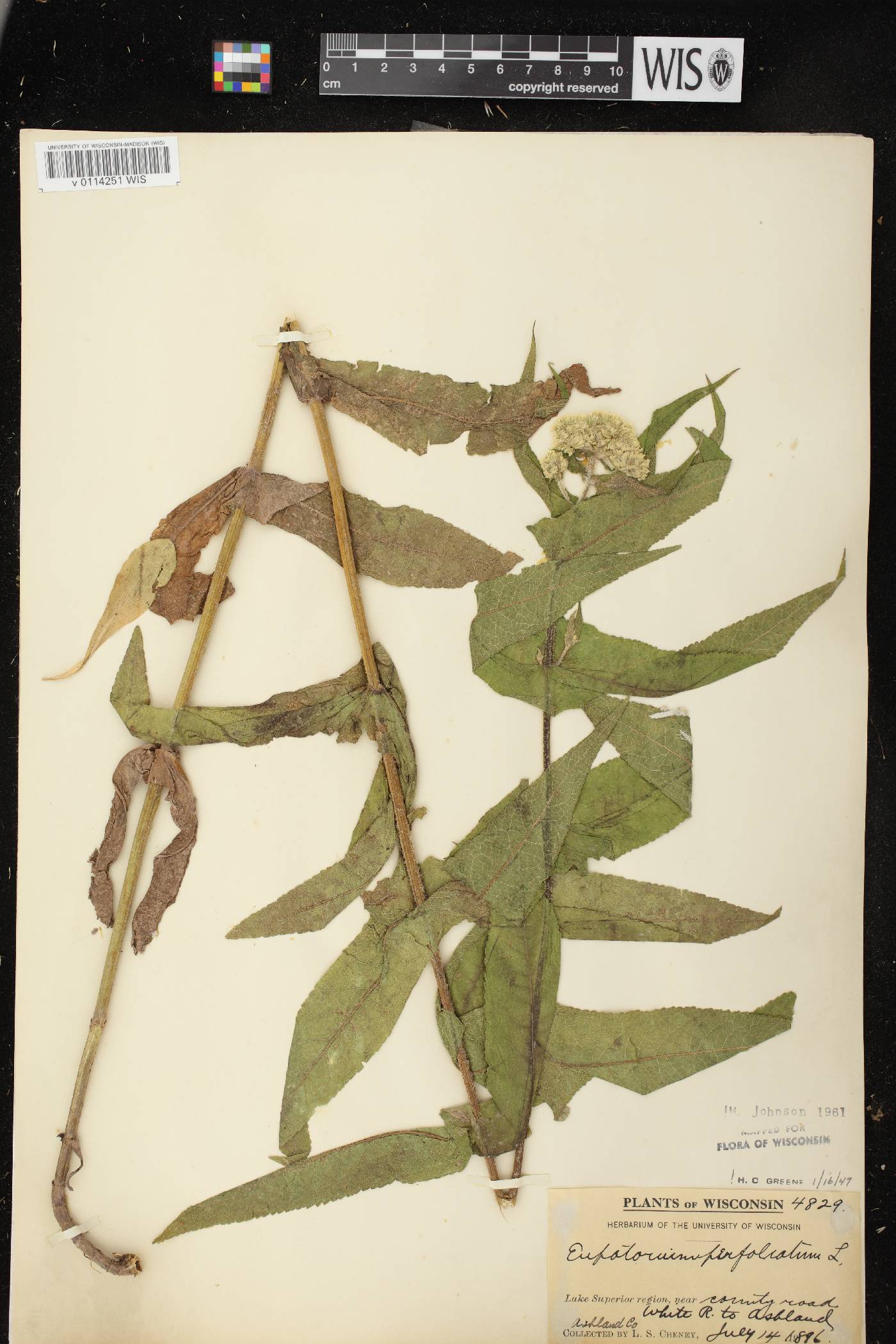 Eupatorium perfoliatum image
