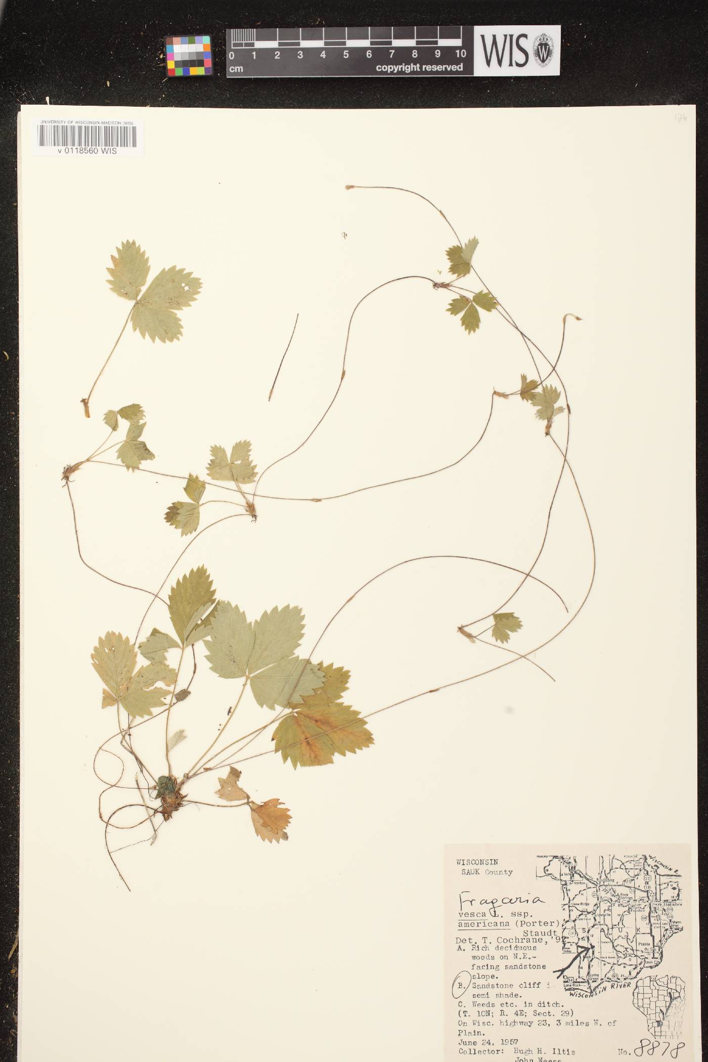 Fragaria vesca subsp. americana image