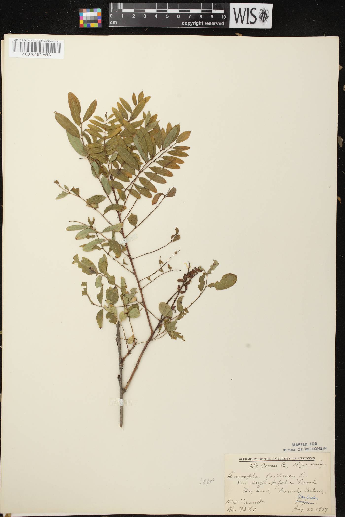 Amorpha fruticosa image