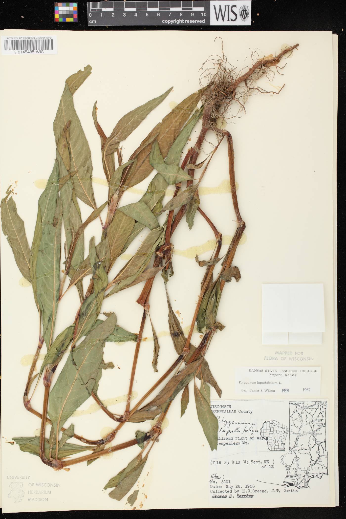 Persicaria lapathifolia image