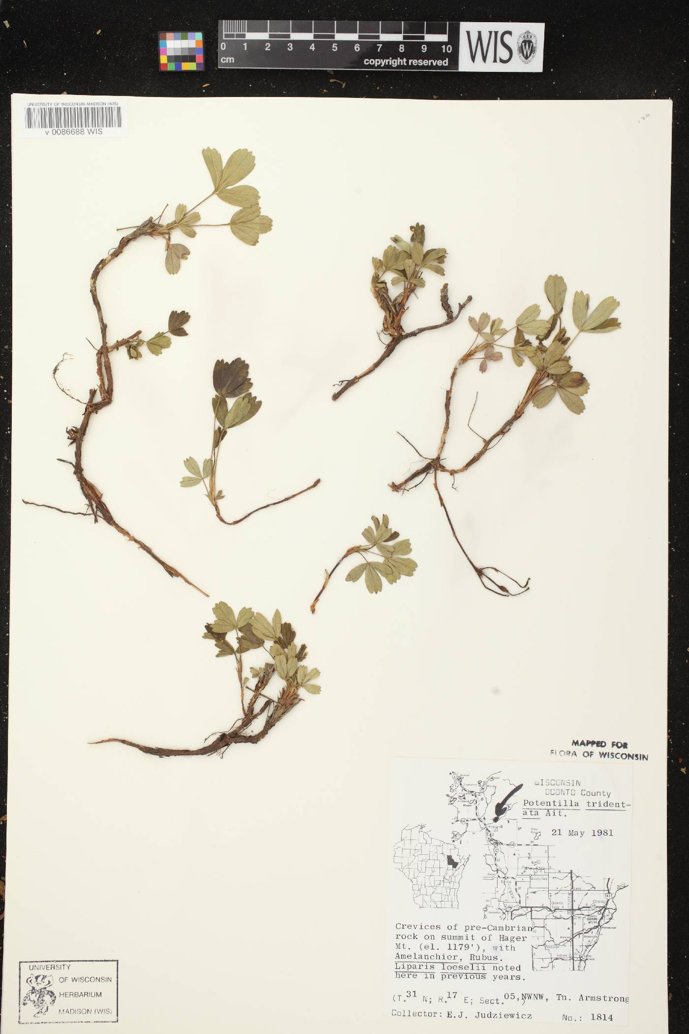Sibbaldiopsis tridentata image
