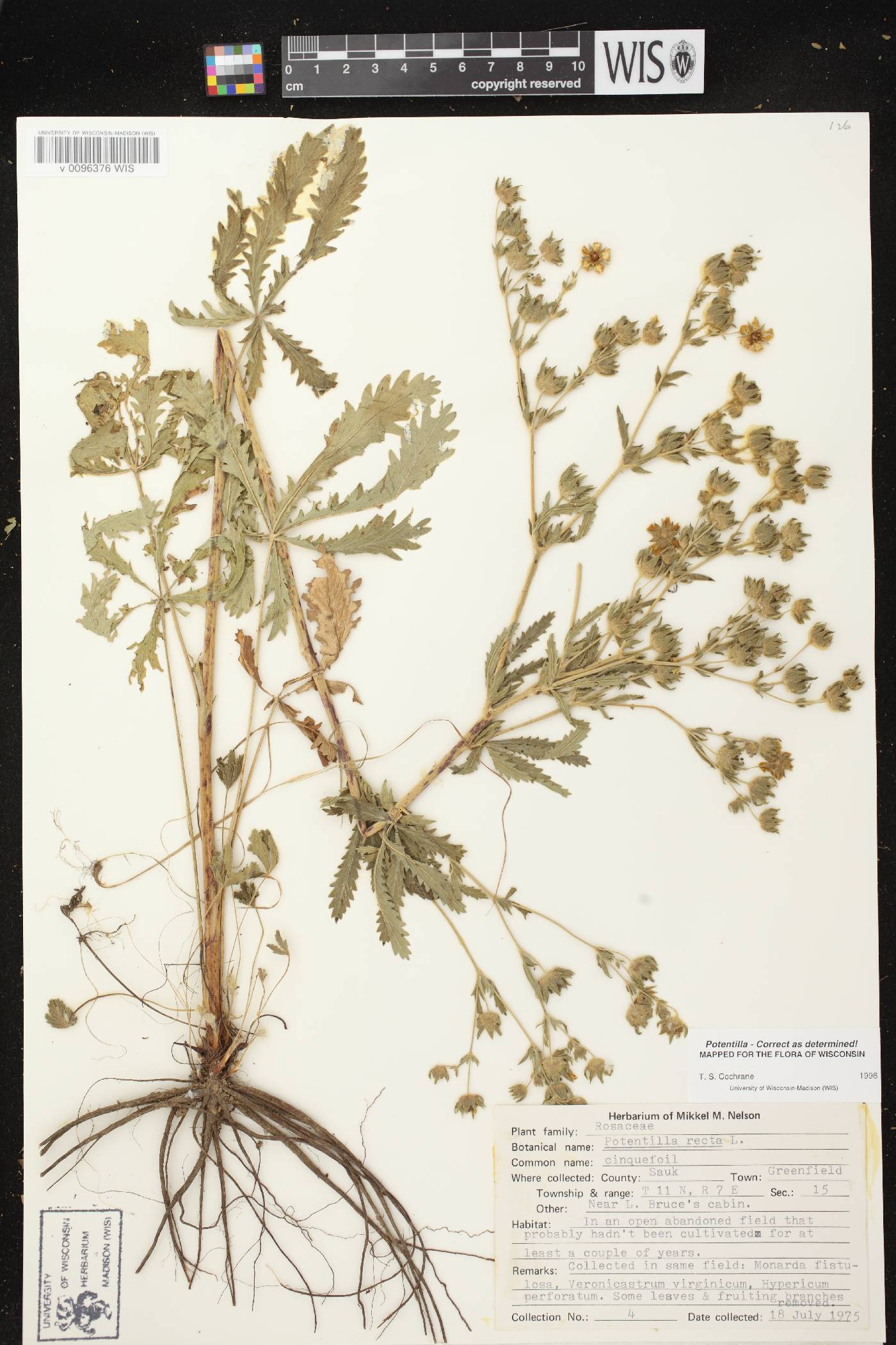 Potentilla recta image
