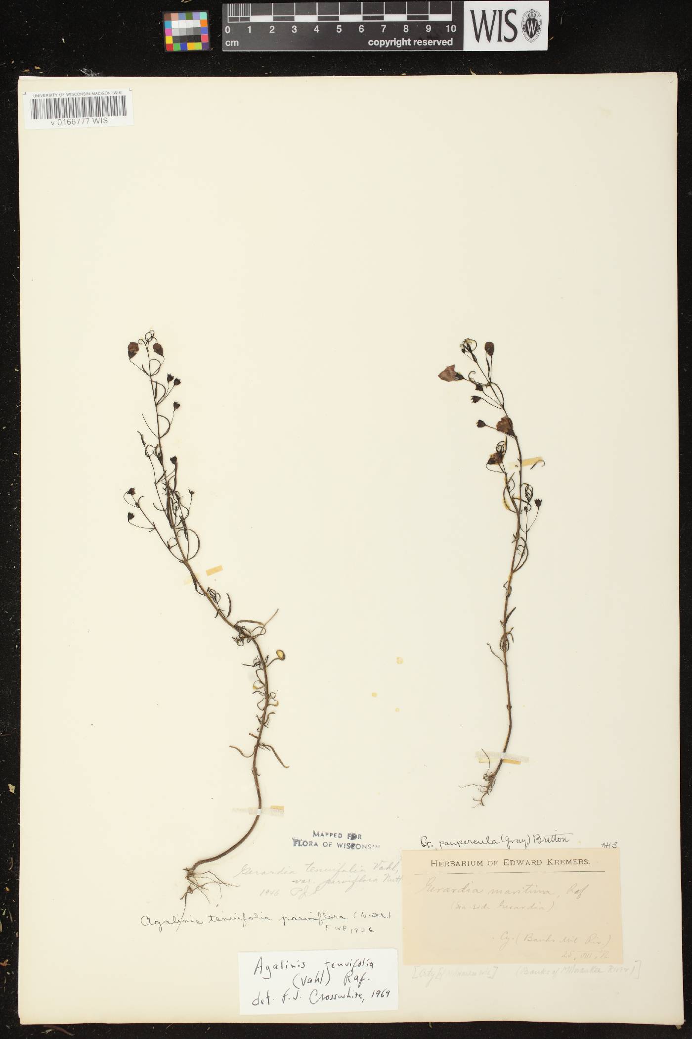 Agalinis tenuifolia image