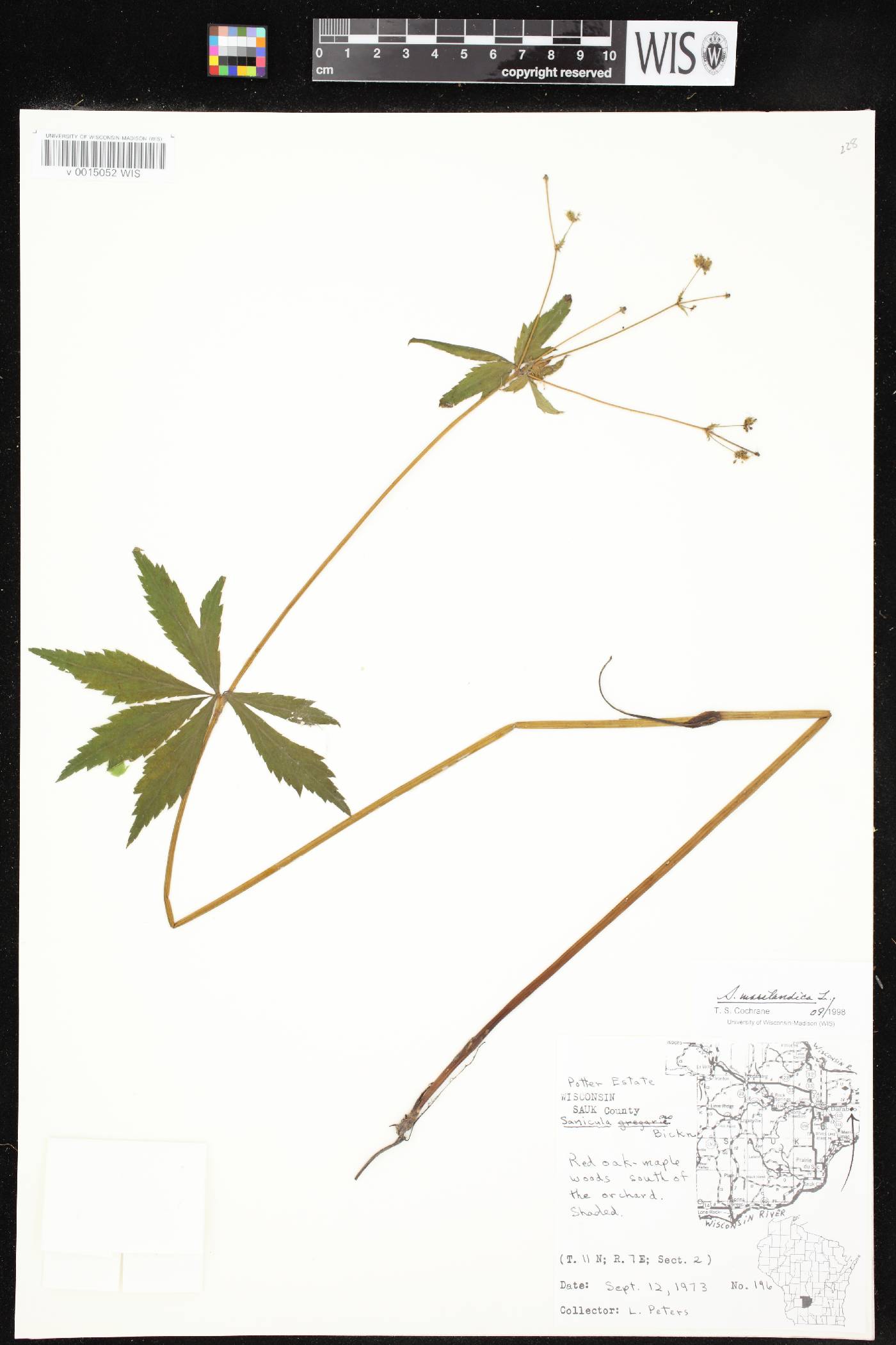 Sanicula marilandica image