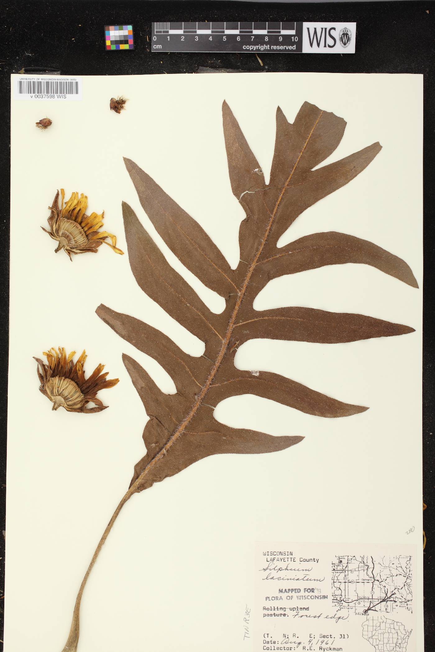 Silphium laciniatum image