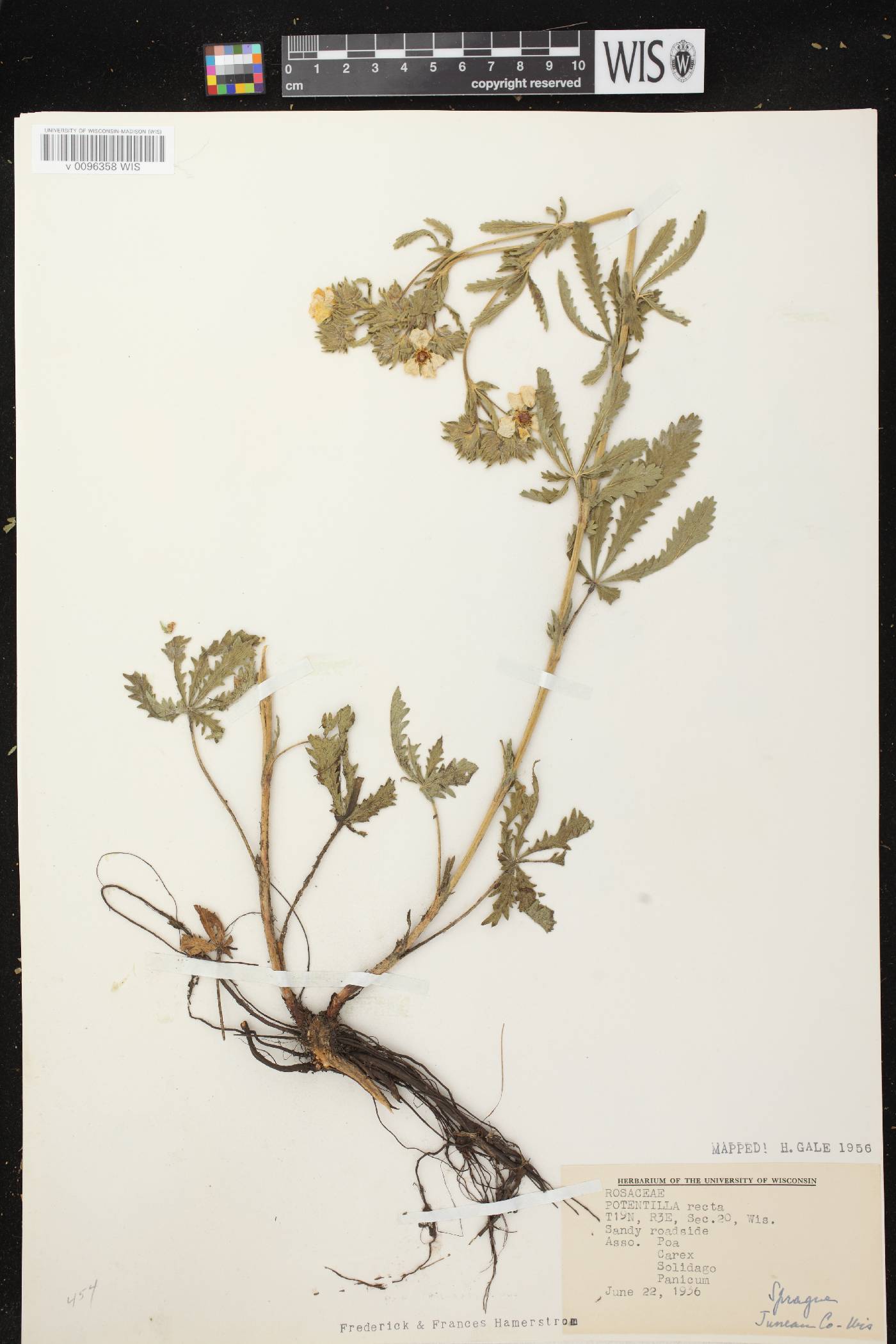 Potentilla recta image