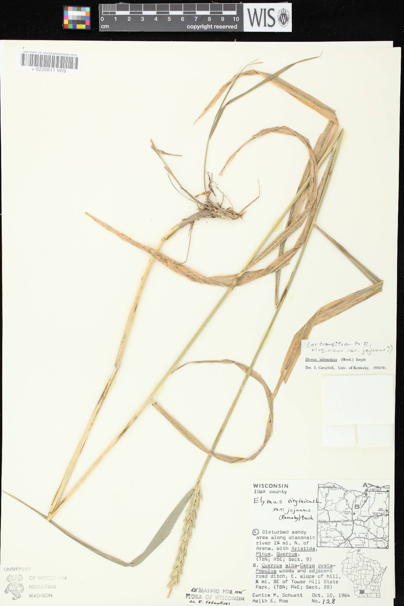 Elymus curvatus image