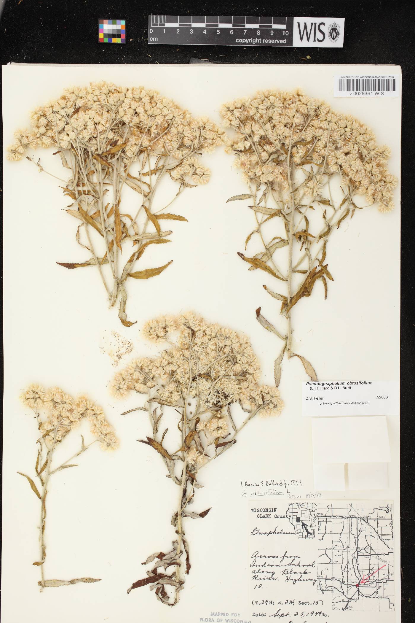 Pseudognaphalium obtusifolium image