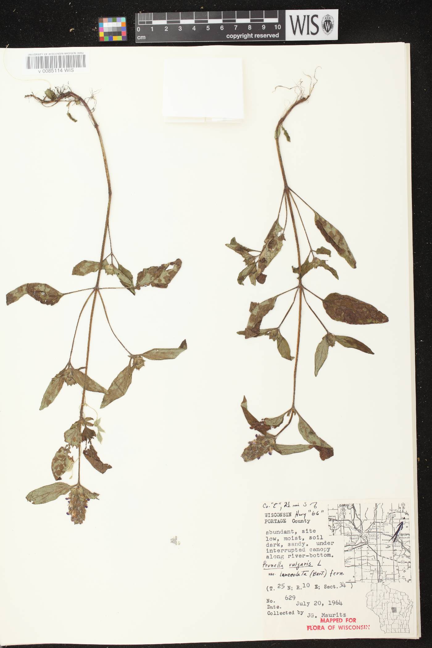 Prunella vulgaris subsp. lanceolata image