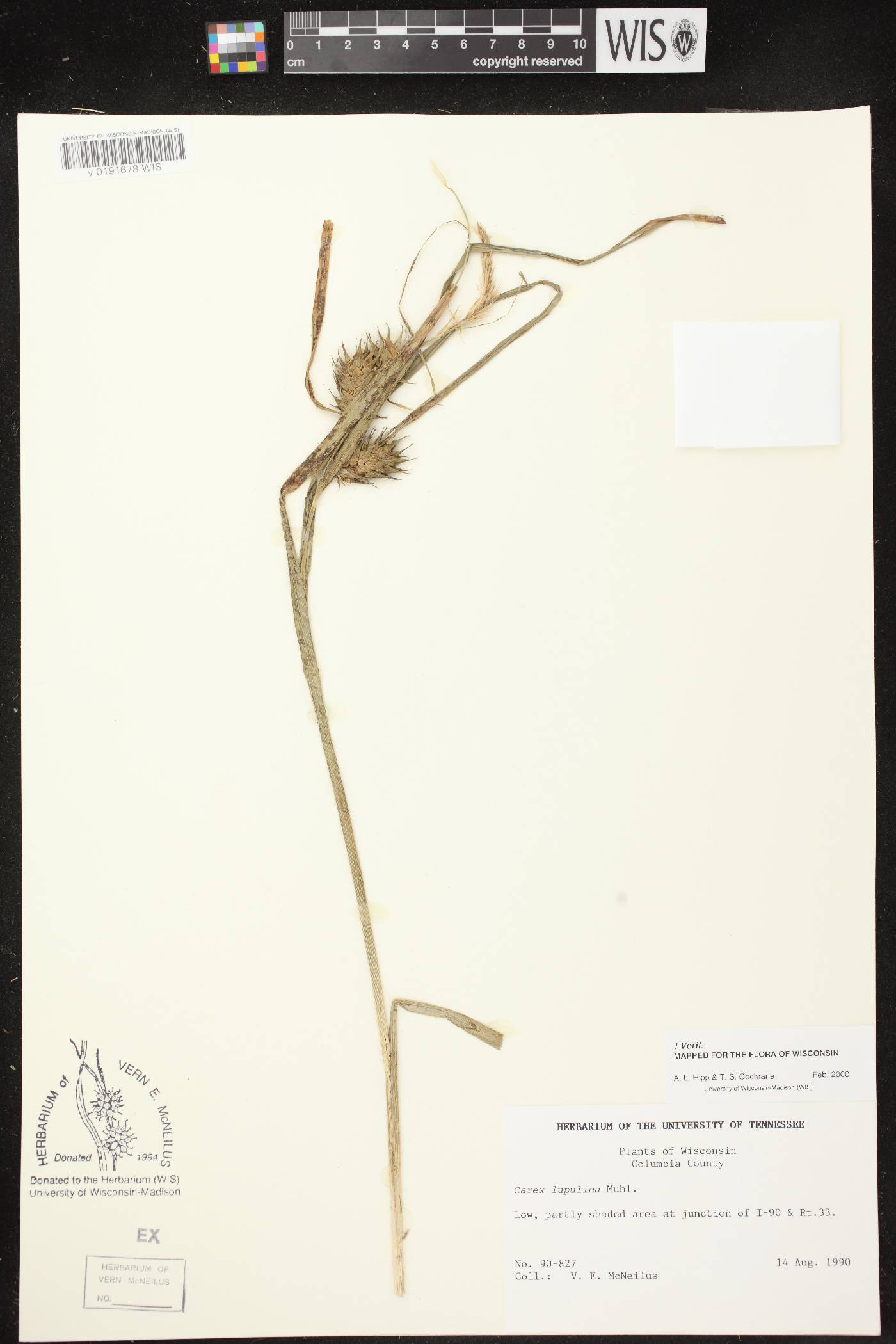Carex lupulina image