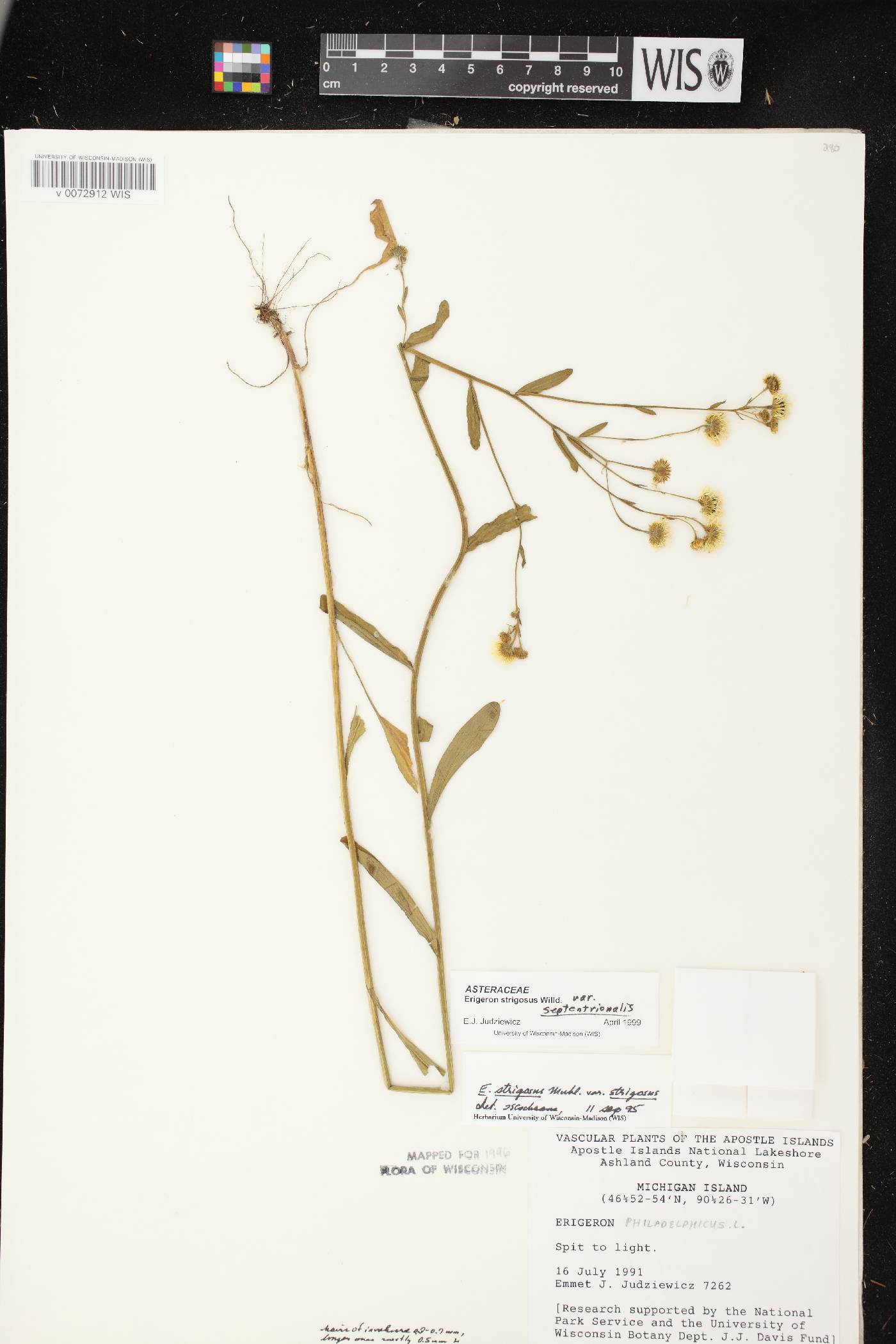 Erigeron strigosus var. septentrionalis image