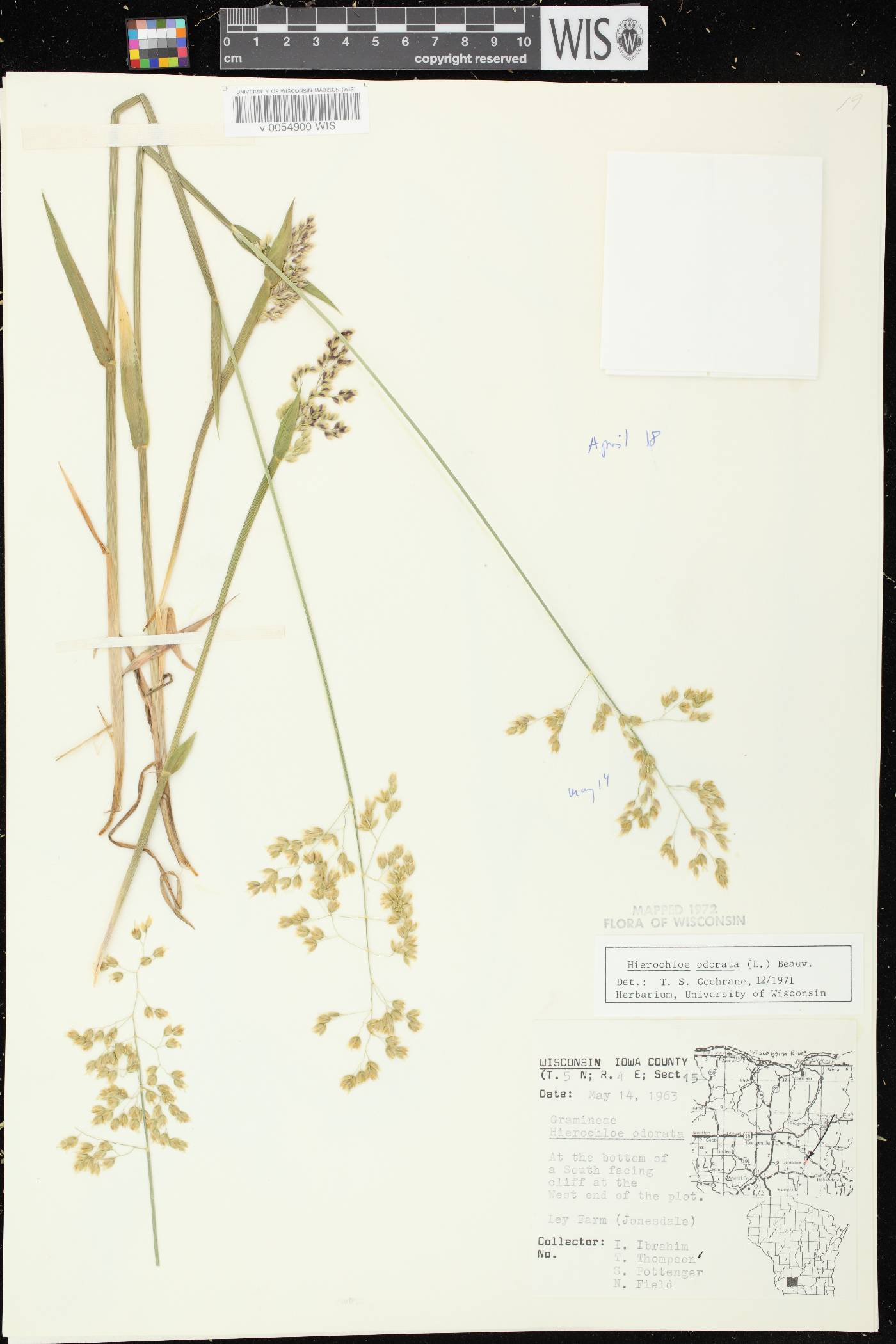 Anthoxanthum hirtum subsp. arcticum image