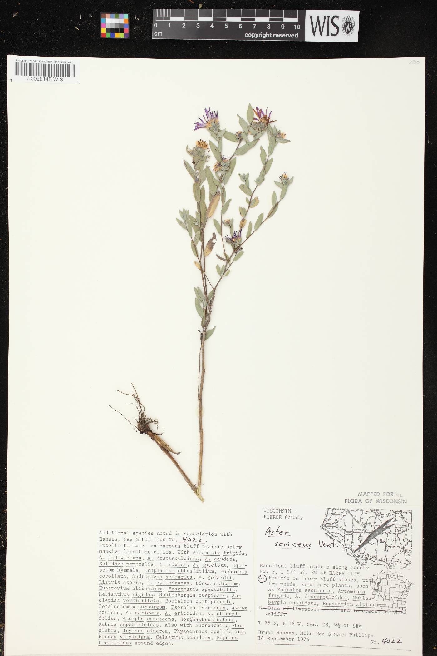 Symphyotrichum sericeum image