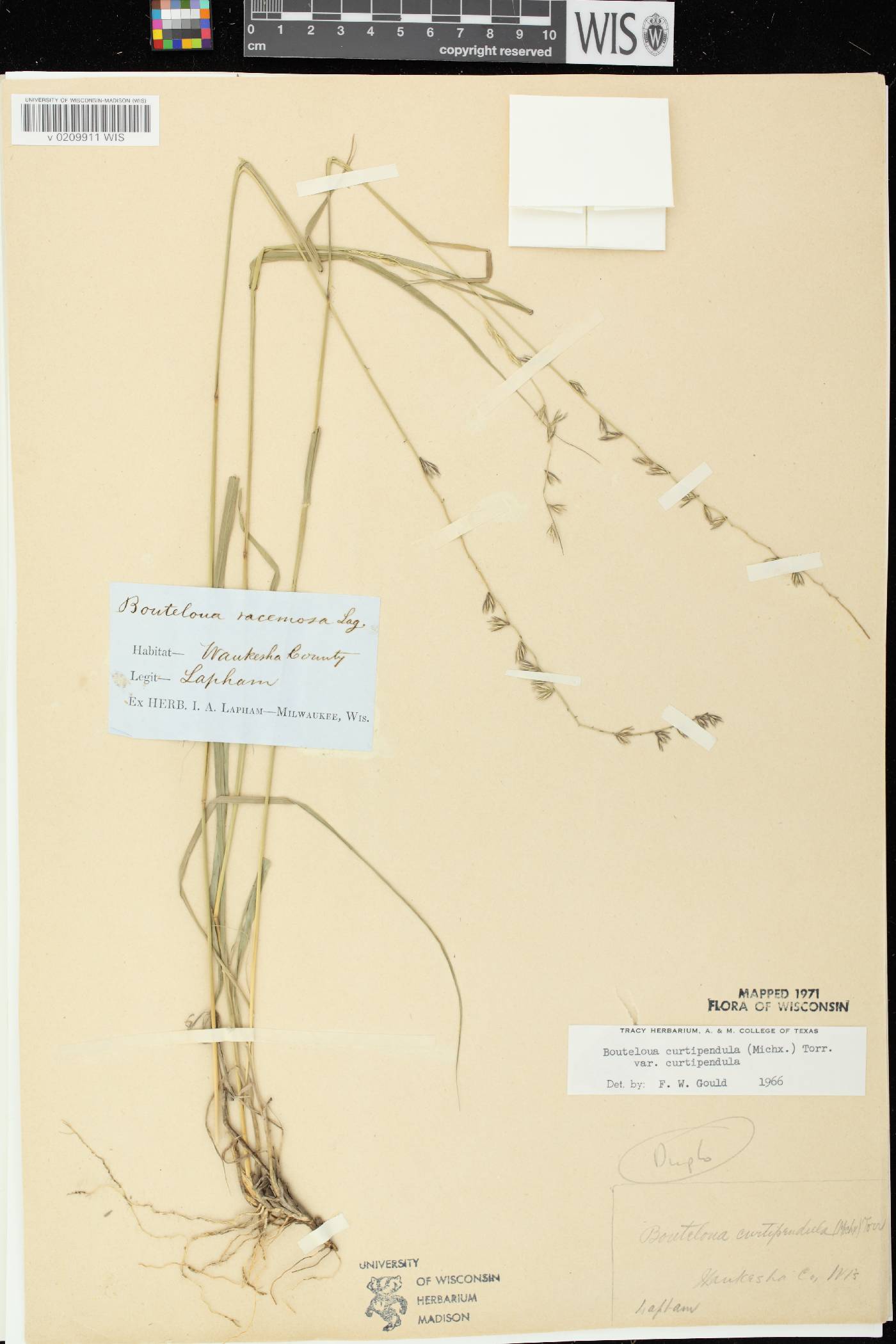Bouteloua curtipendula image