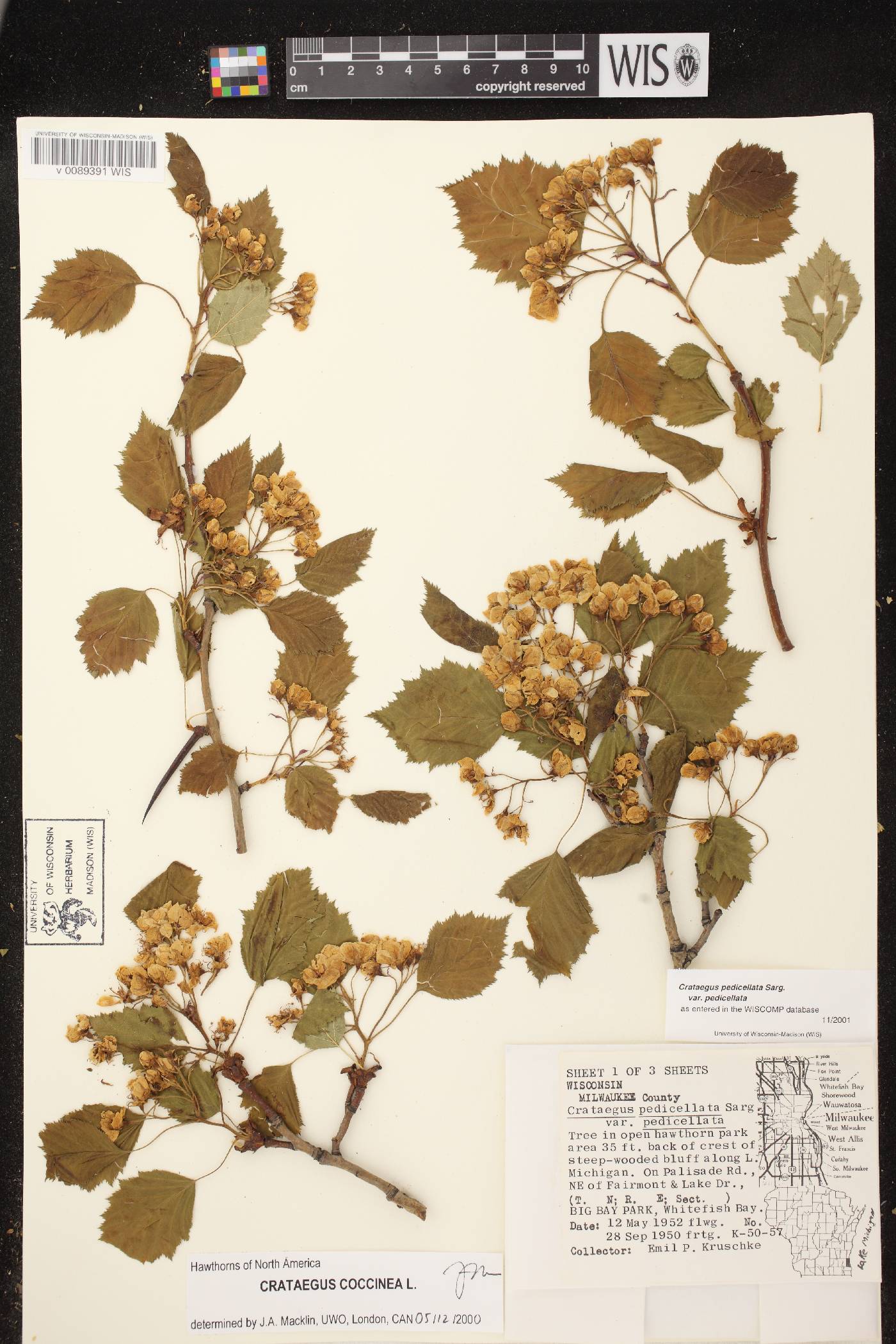 Crataegus coccinea var. coccinea image