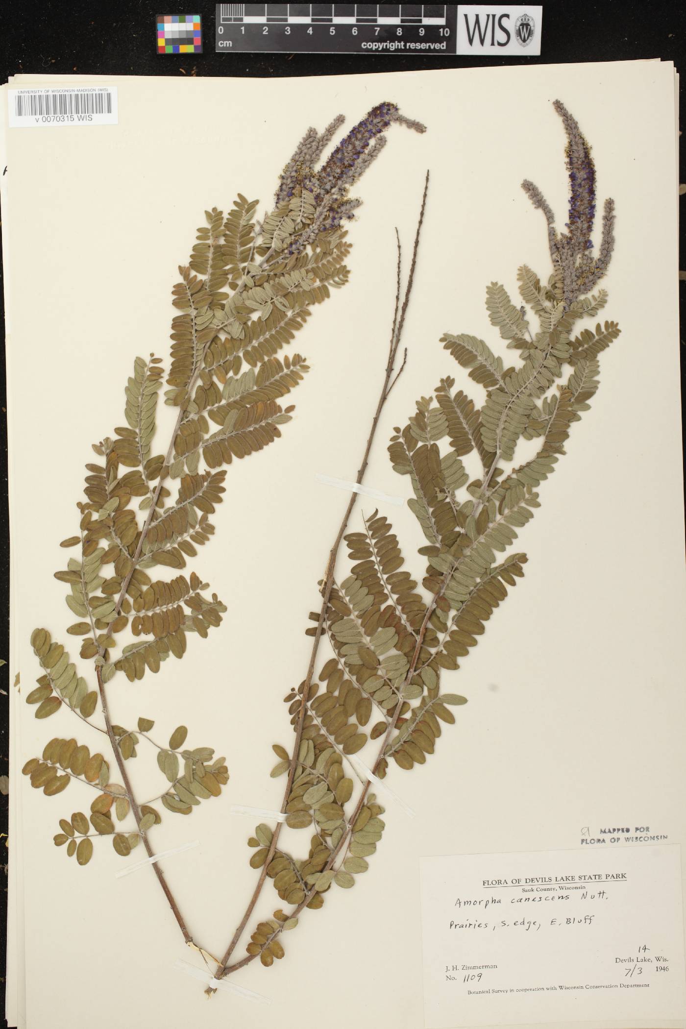 Amorpha canescens image
