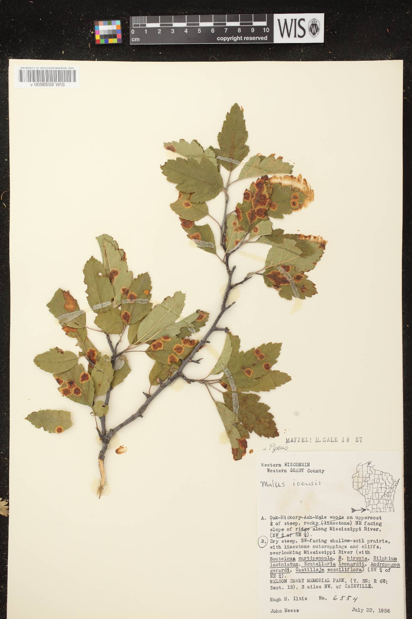 Malus ioensis image