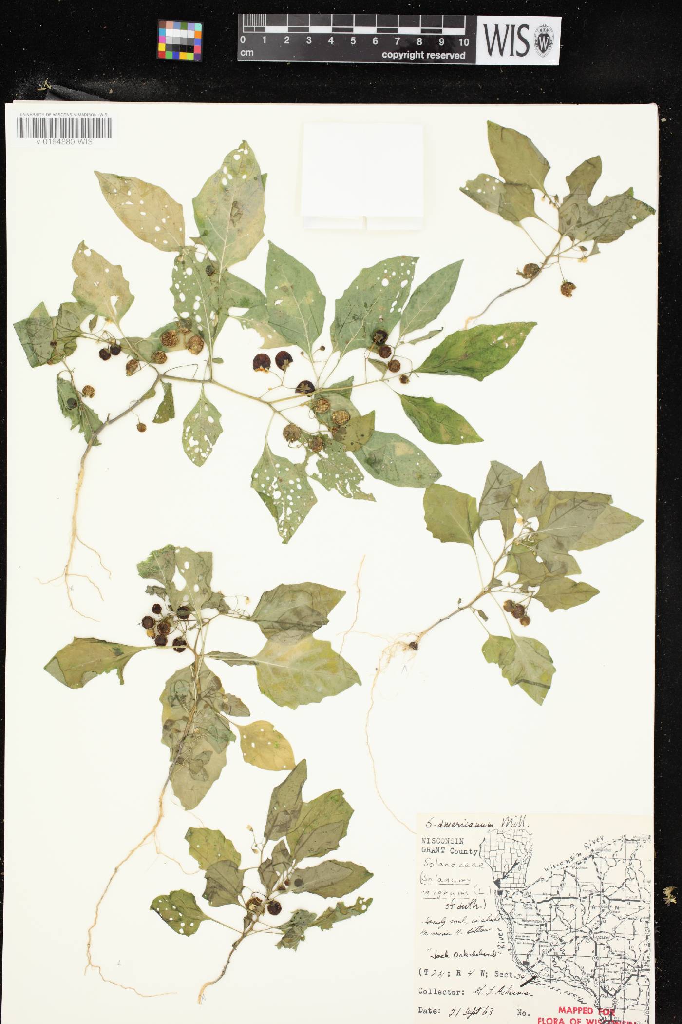 Solanum ptychanthum image