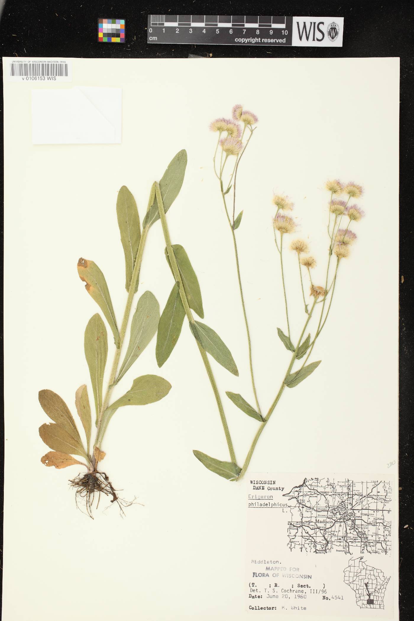Erigeron philadelphicus image