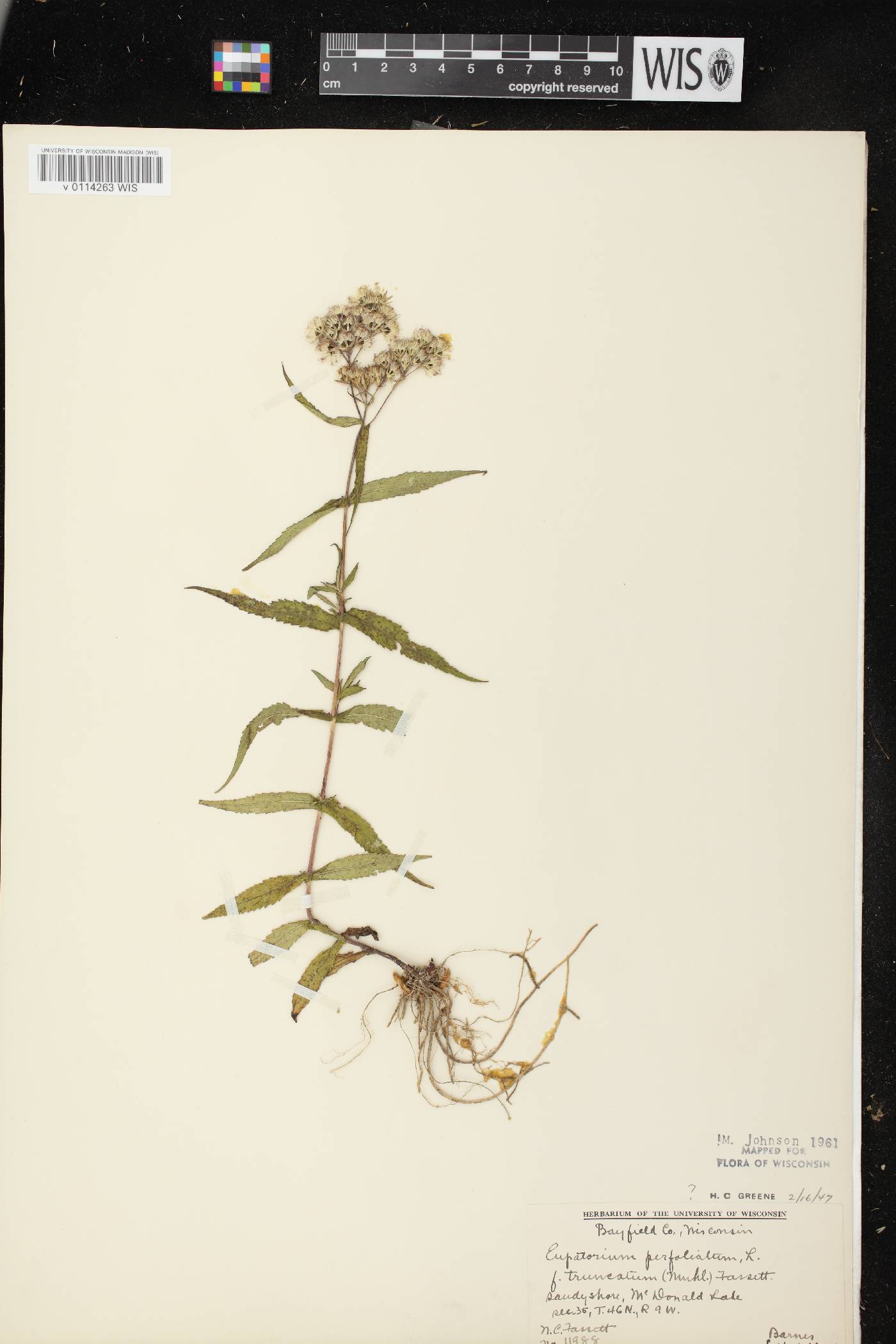 Eupatorium perfoliatum image