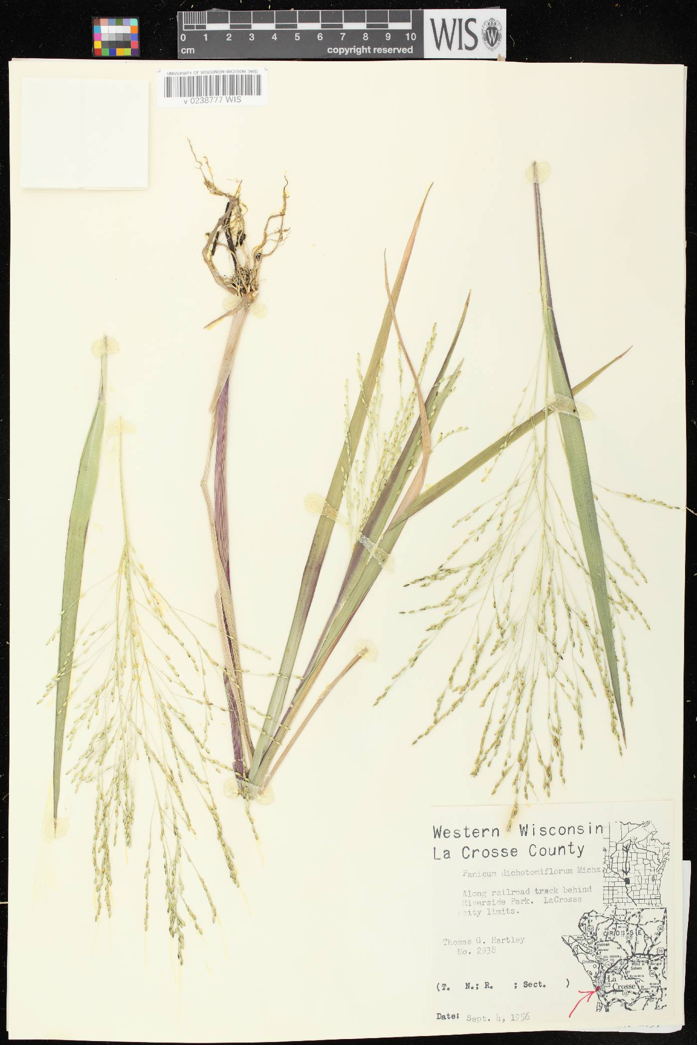 Panicum dichotomiflorum subsp. dichotomiflorum image