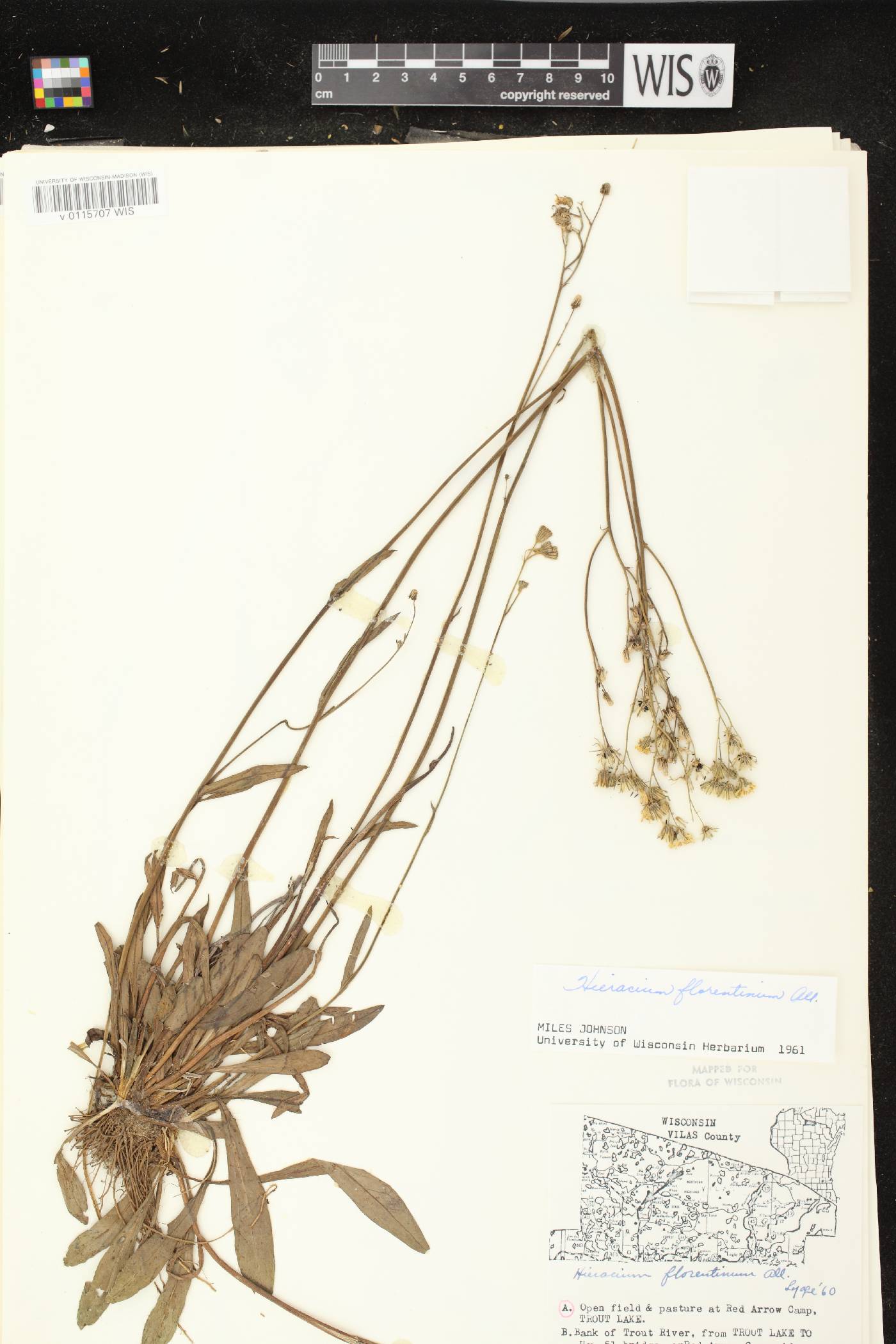 Hieracium piloselloides image