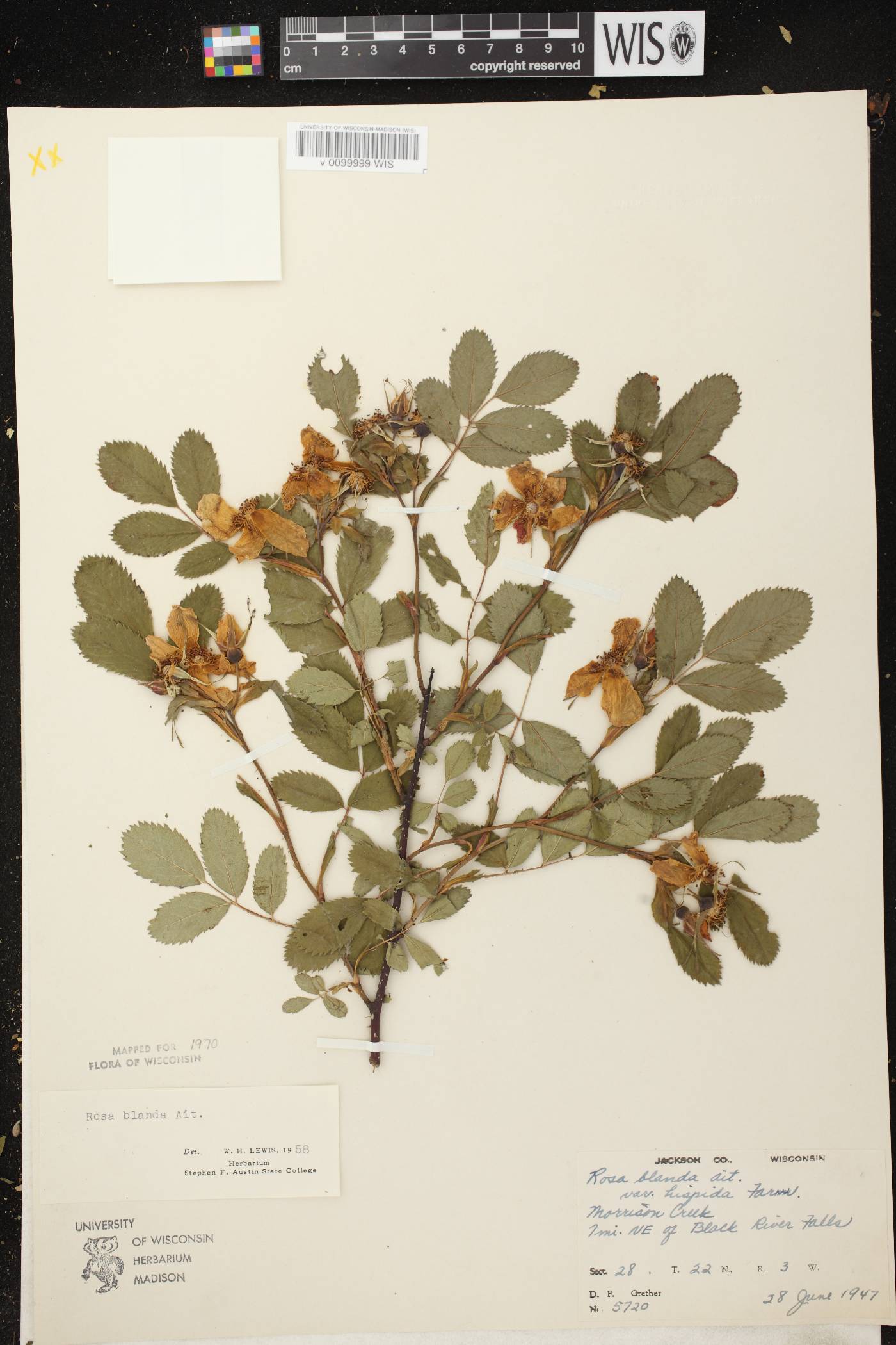 Rosa blanda image