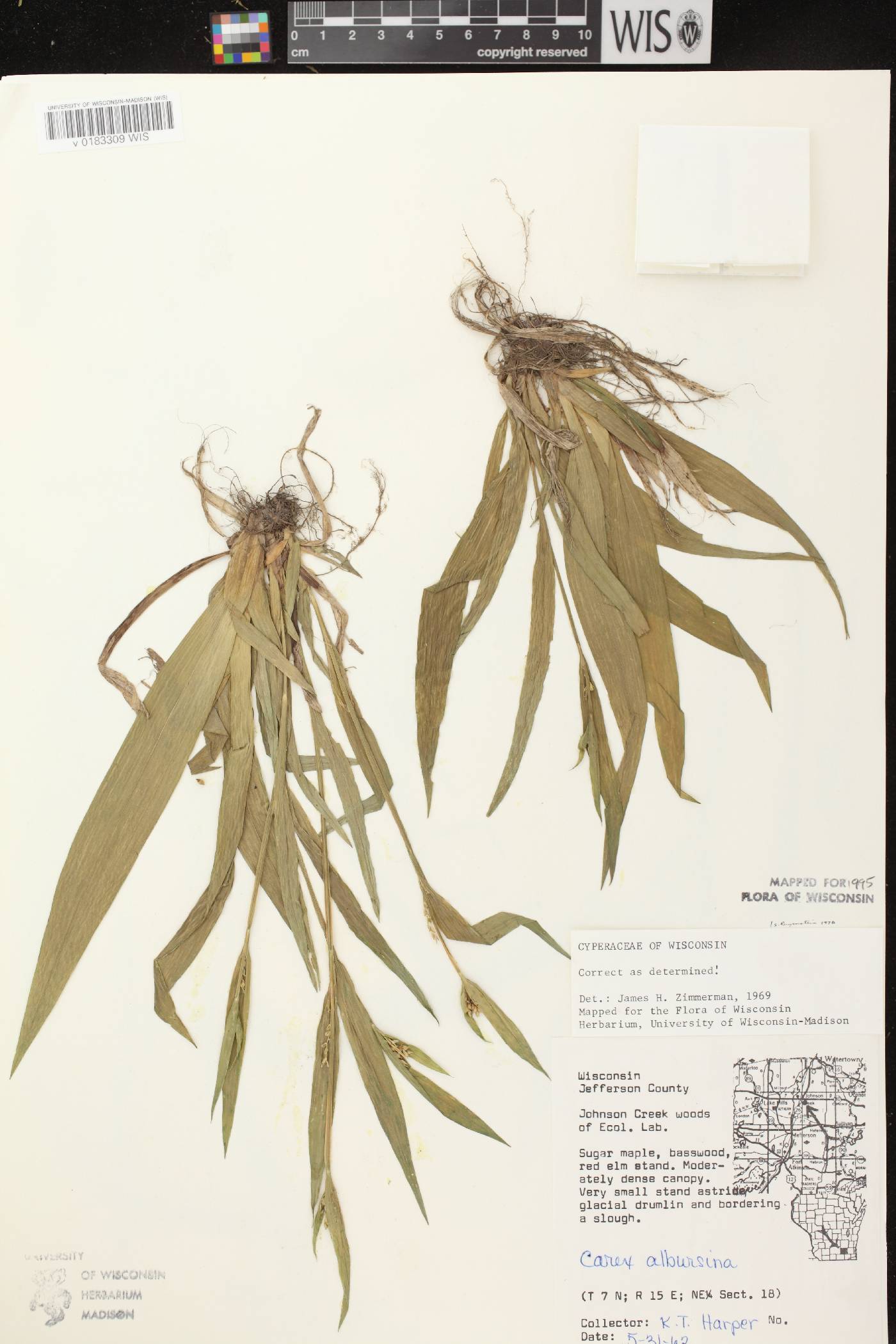 Carex albursina image