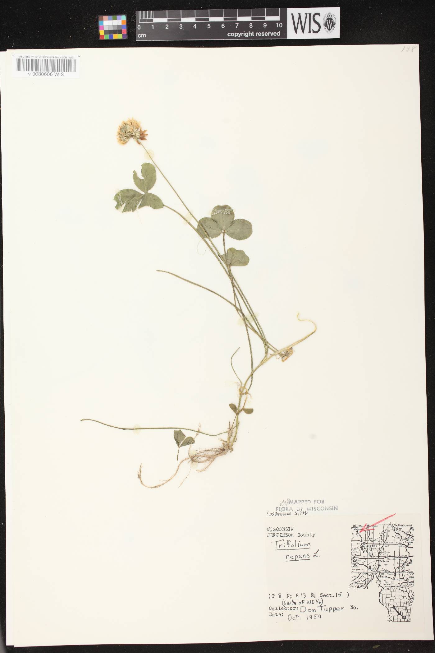 Trifolium repens image