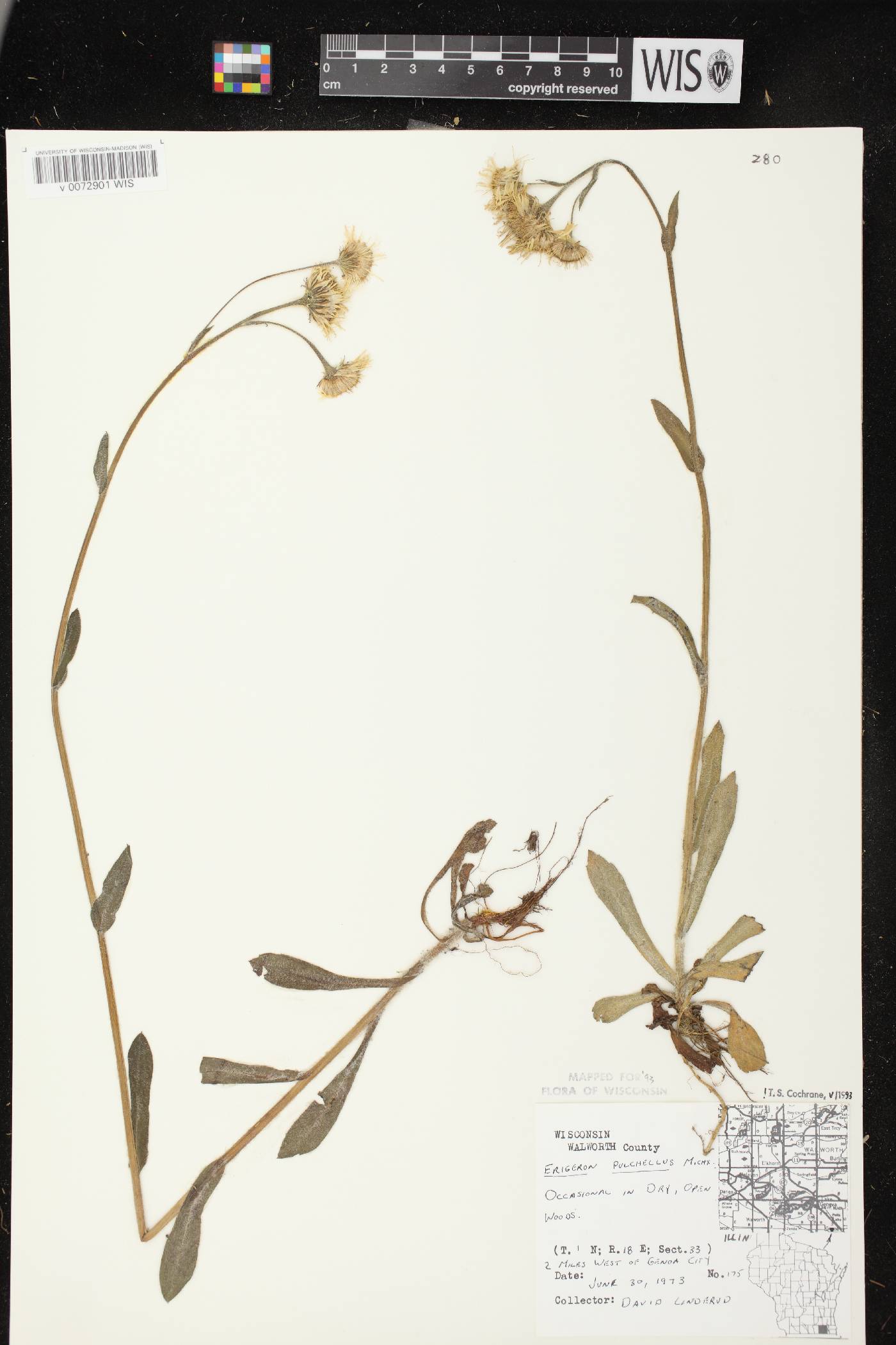 Erigeron pulchellus image