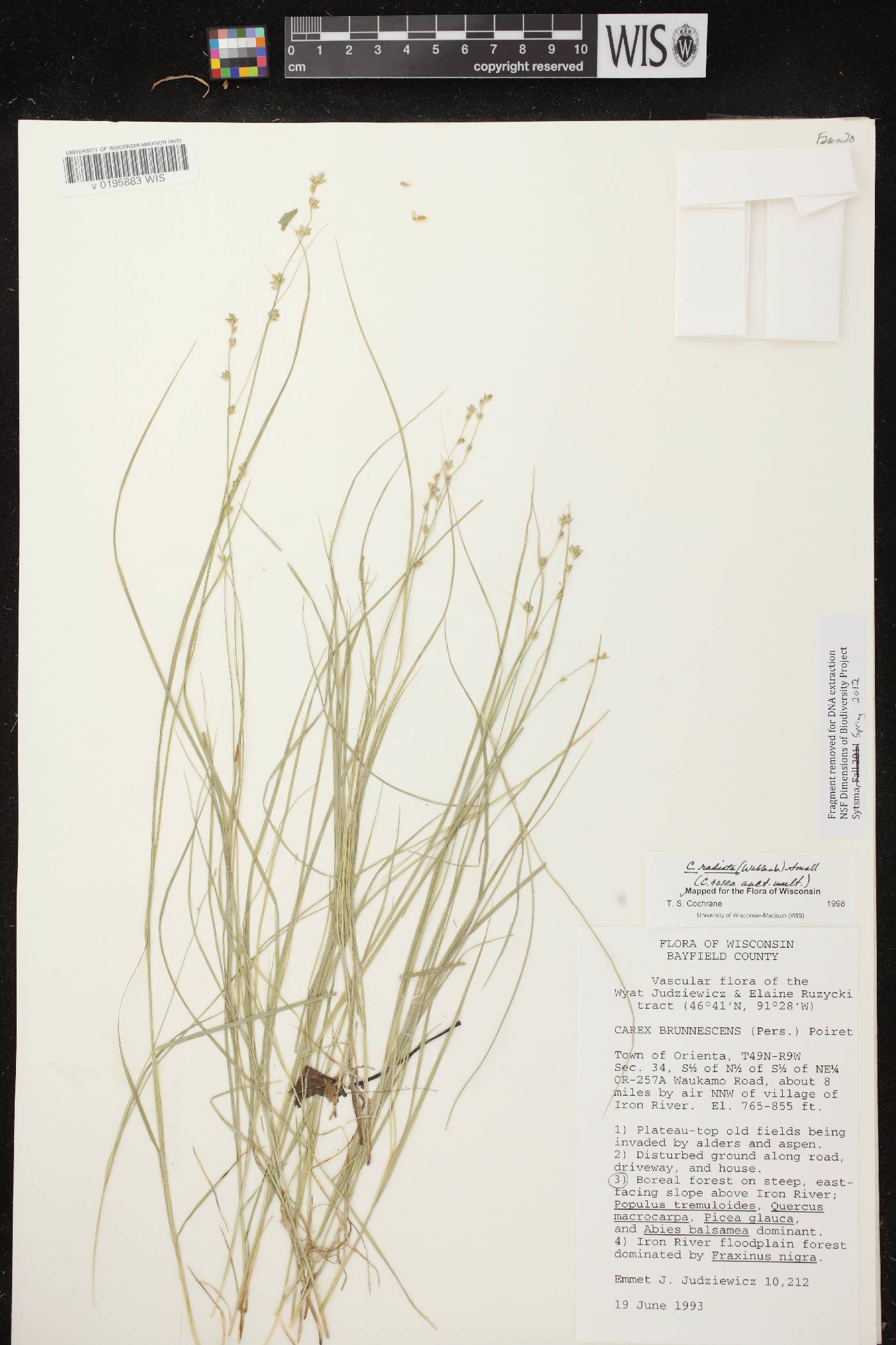 Carex radiata image