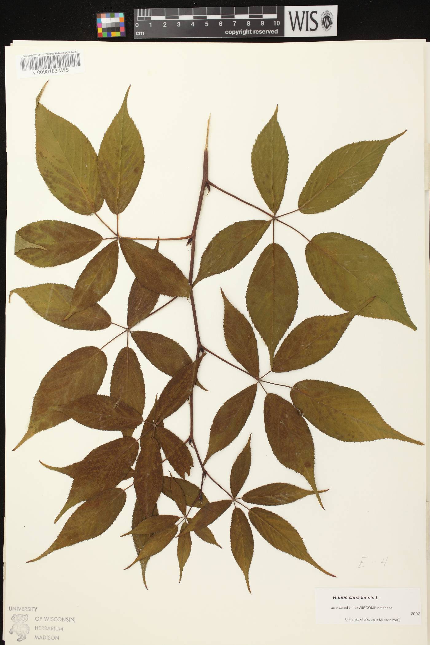 Rubus canadensis image