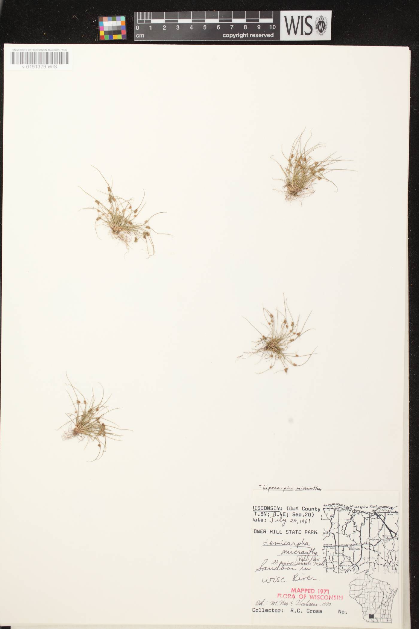 Lipocarpha micrantha image