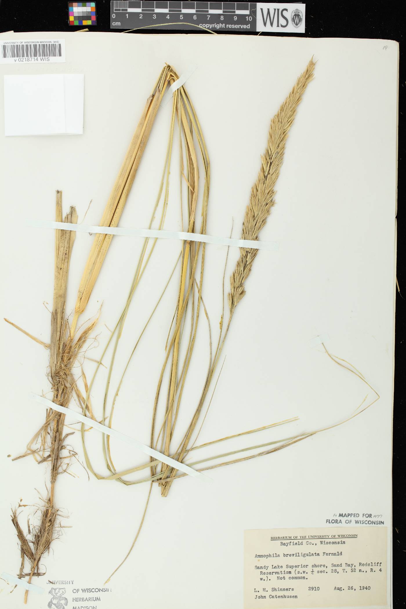 Ammophila breviligulata image