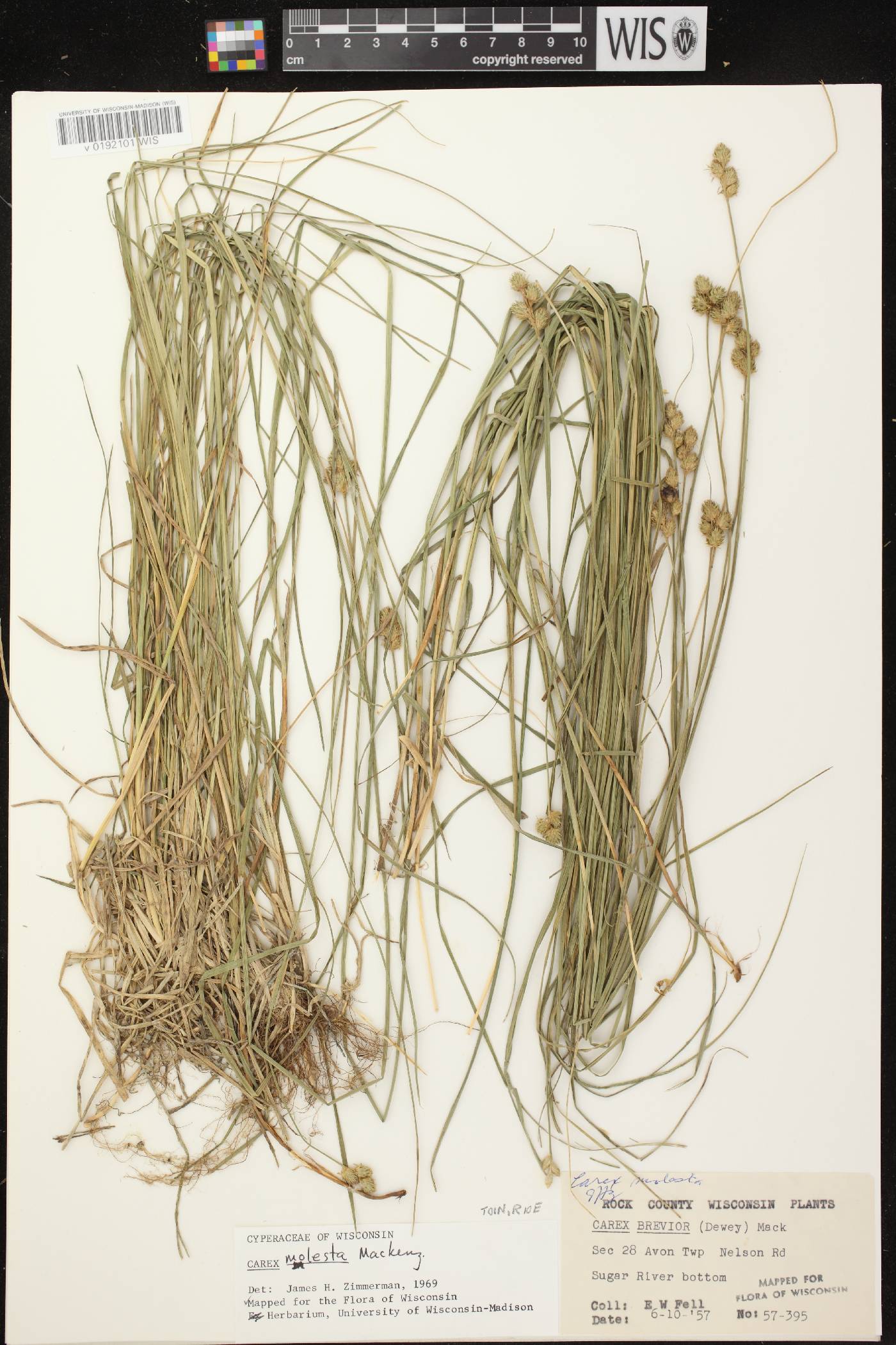 Carex molesta image