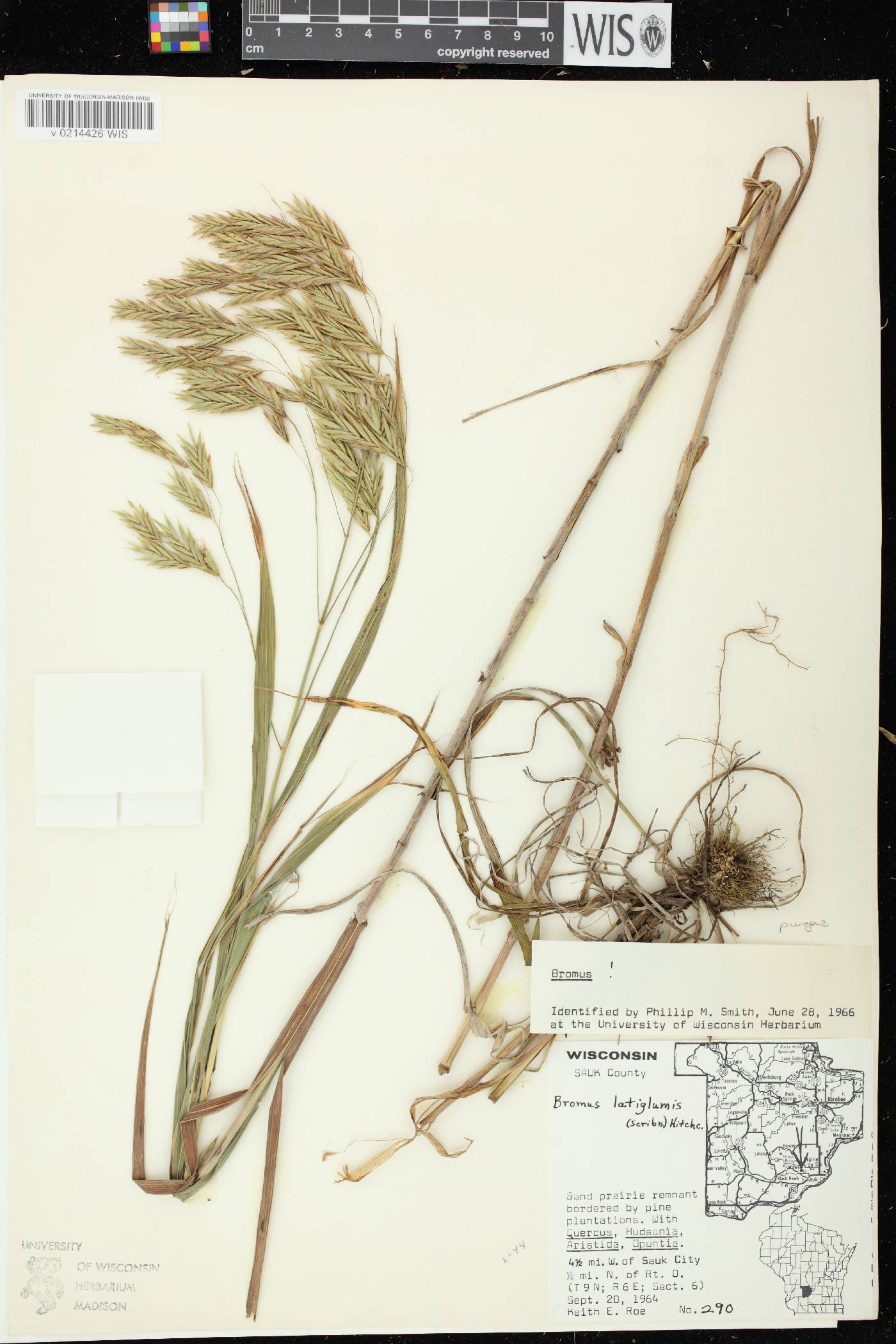 Bromus latiglumis image