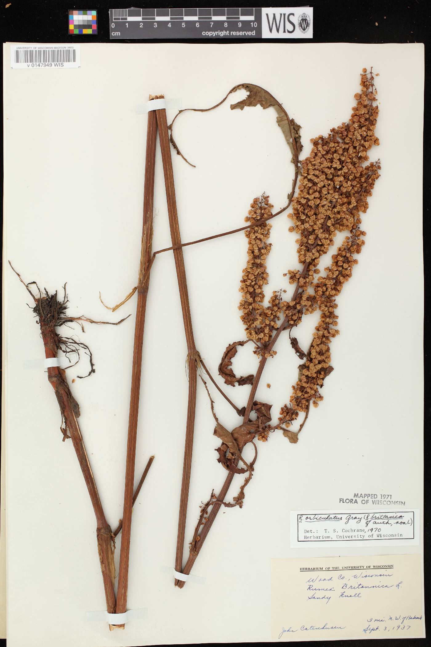 Rumex britannica image