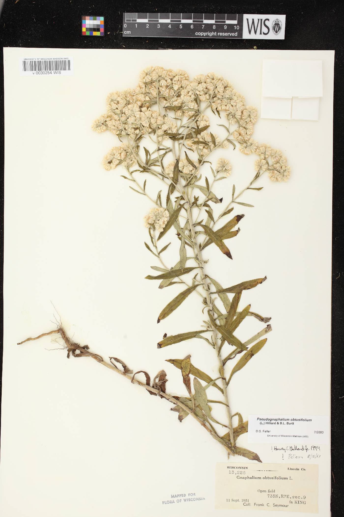 Pseudognaphalium obtusifolium image