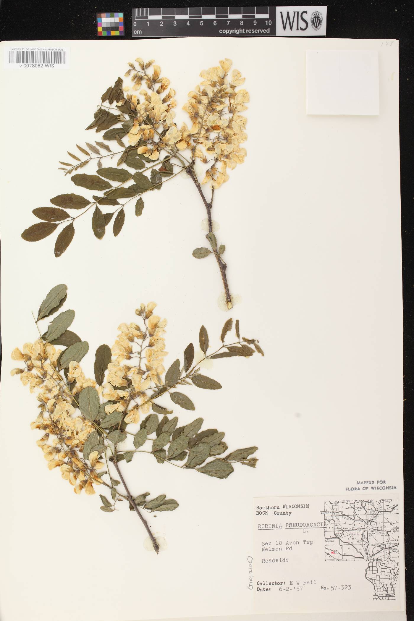 Robinia pseudoacacia image