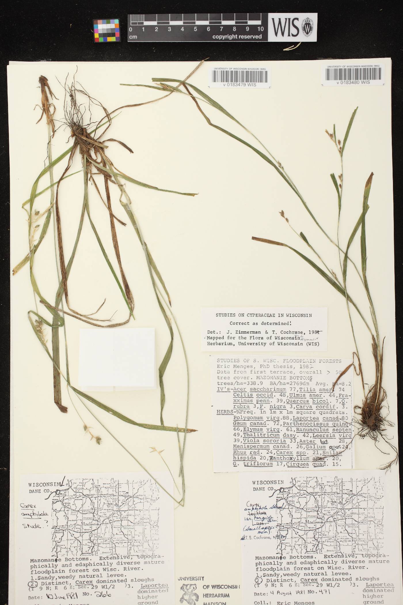 Carex grisea image