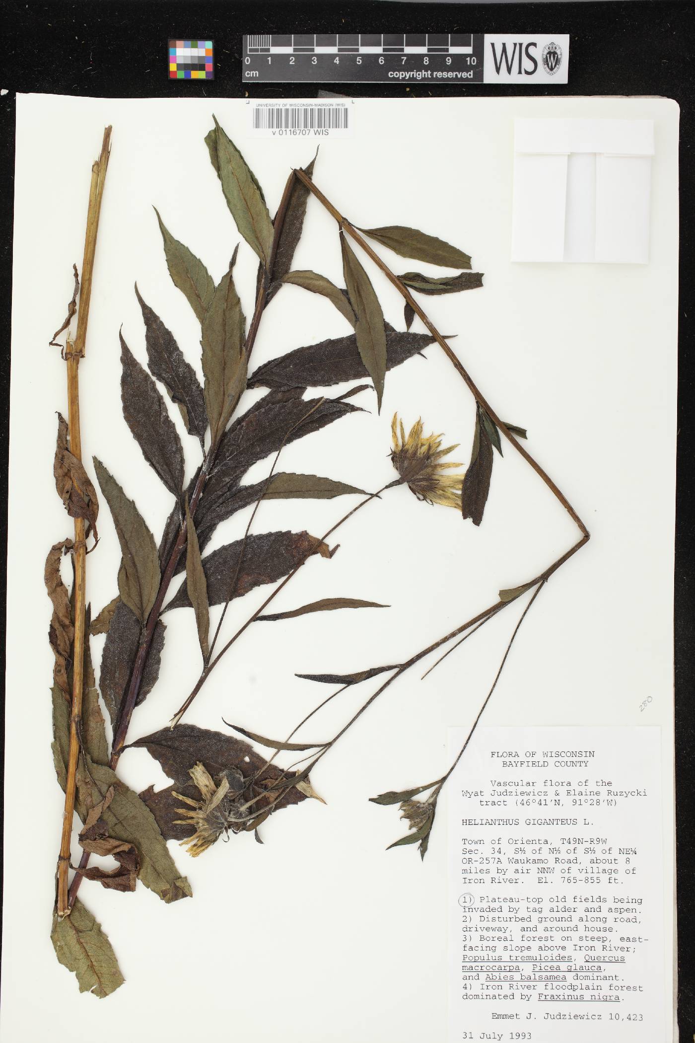 Helianthus giganteus image