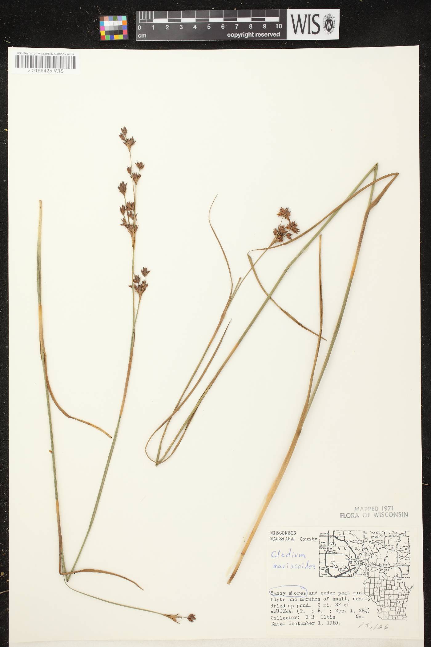 Cladium mariscoides image