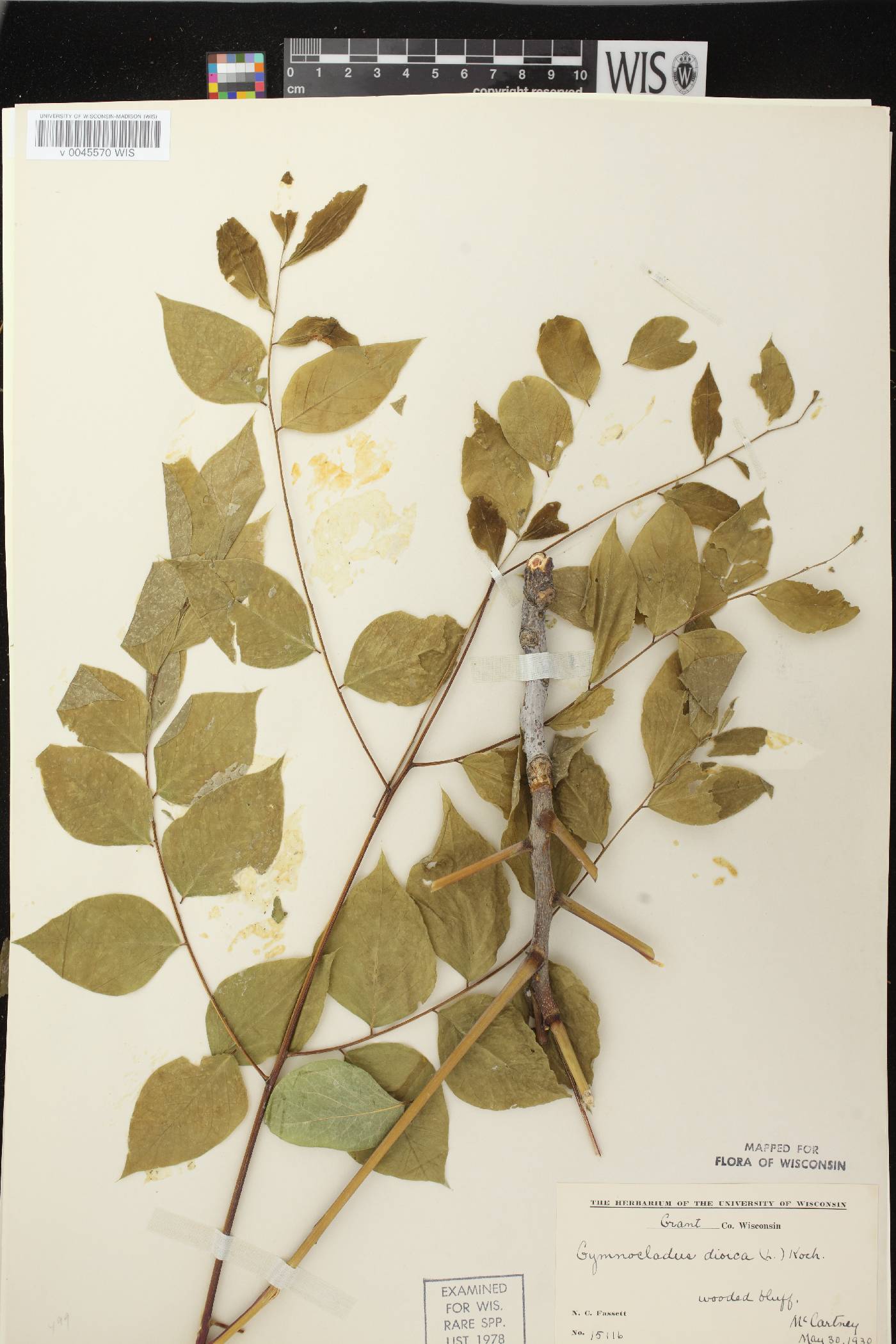 Gymnocladus dioicus image