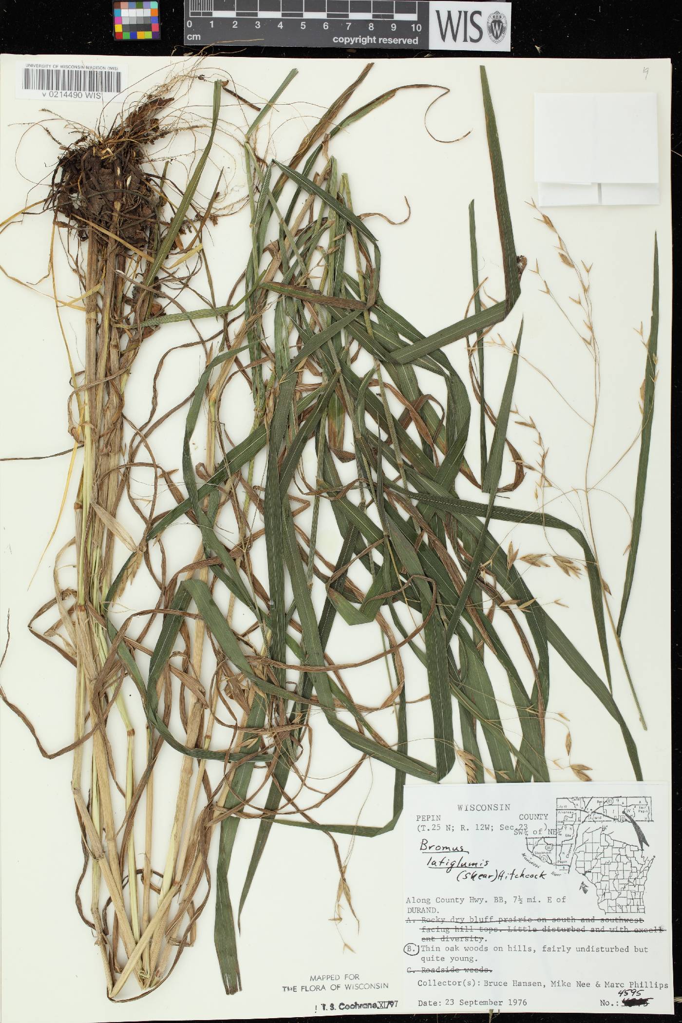 Bromus latiglumis image