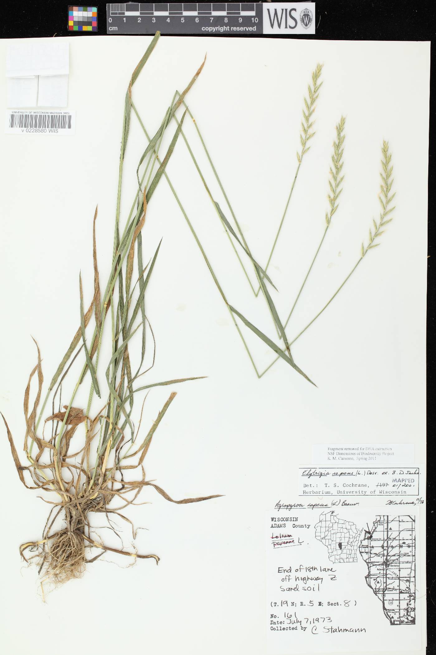 Elymus repens image