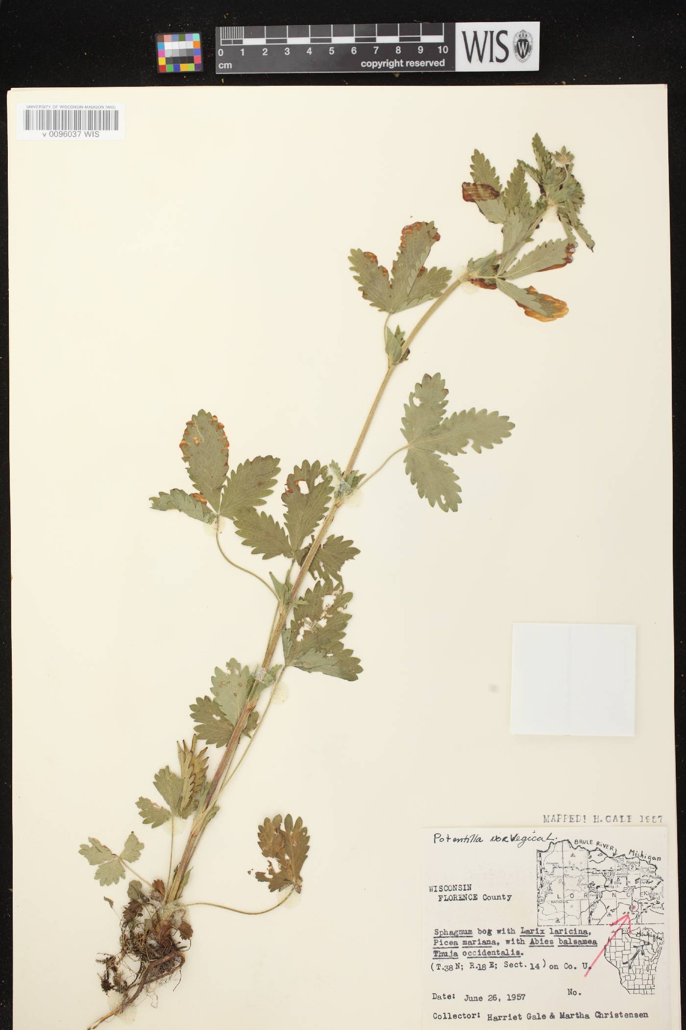 Potentilla norvegica image