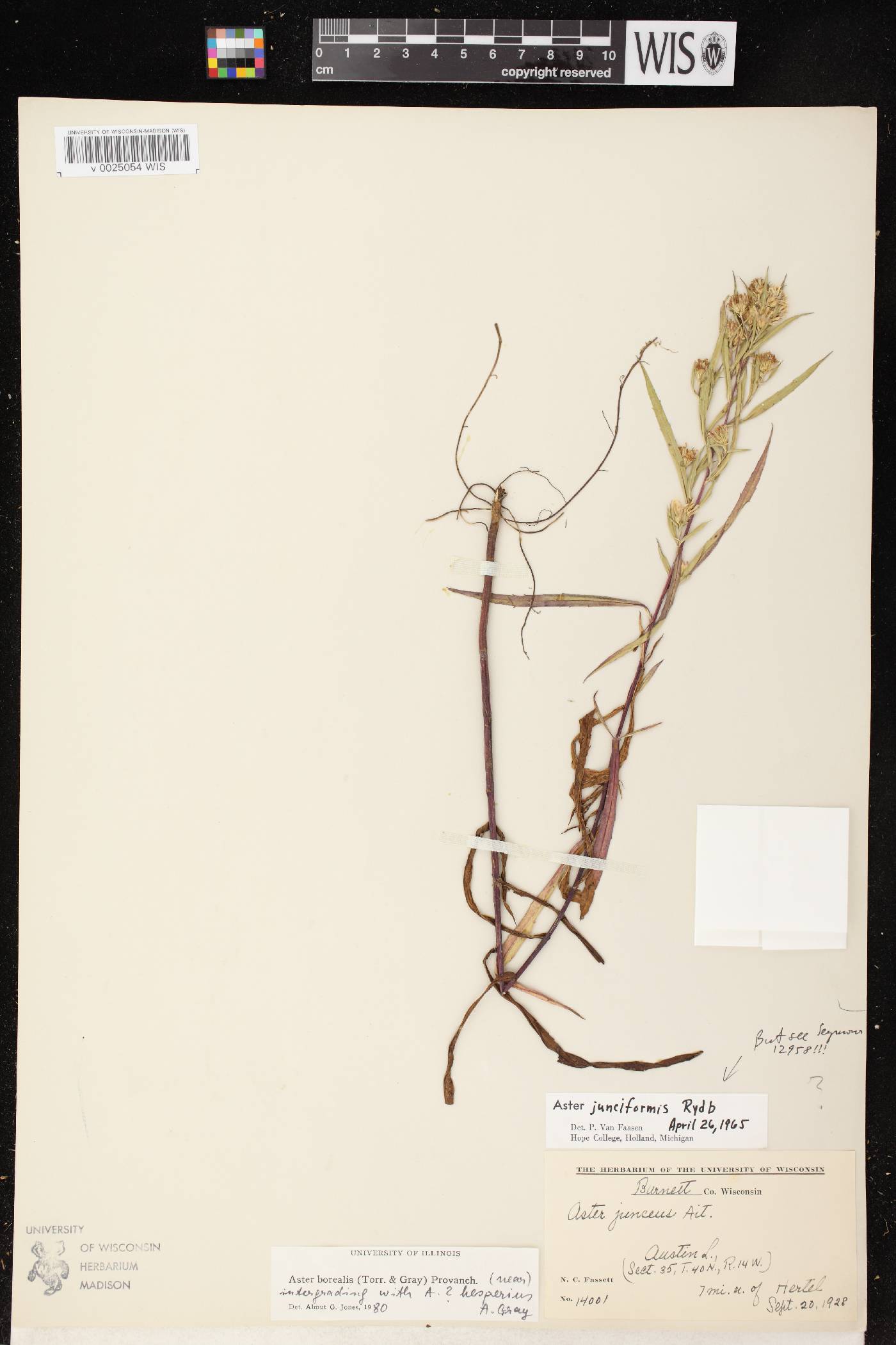 Symphyotrichum boreale image