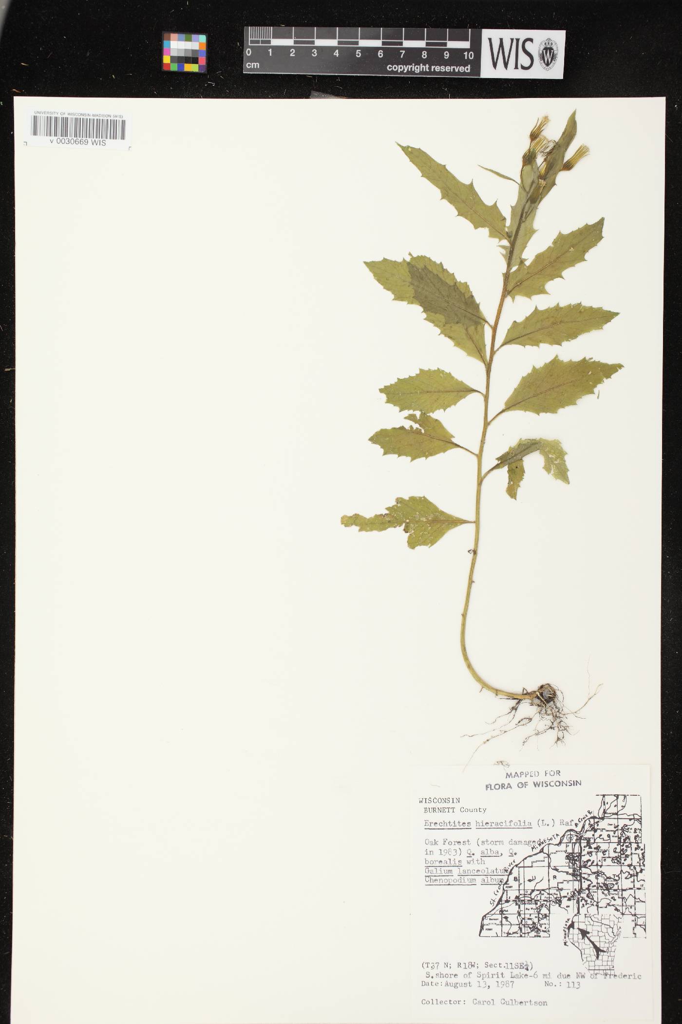 Erechtites hieracifolius image